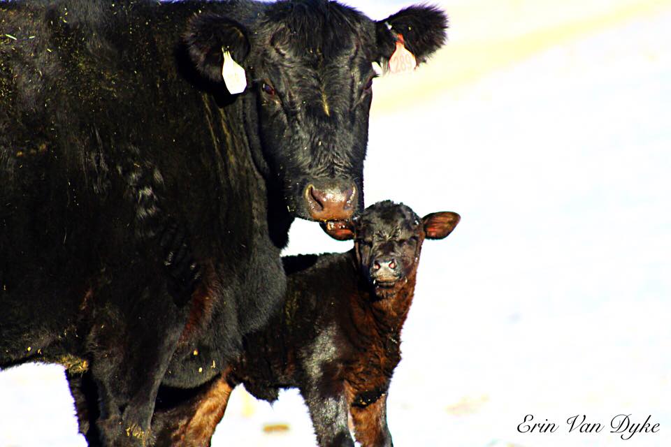 WMR cow calf.jpg