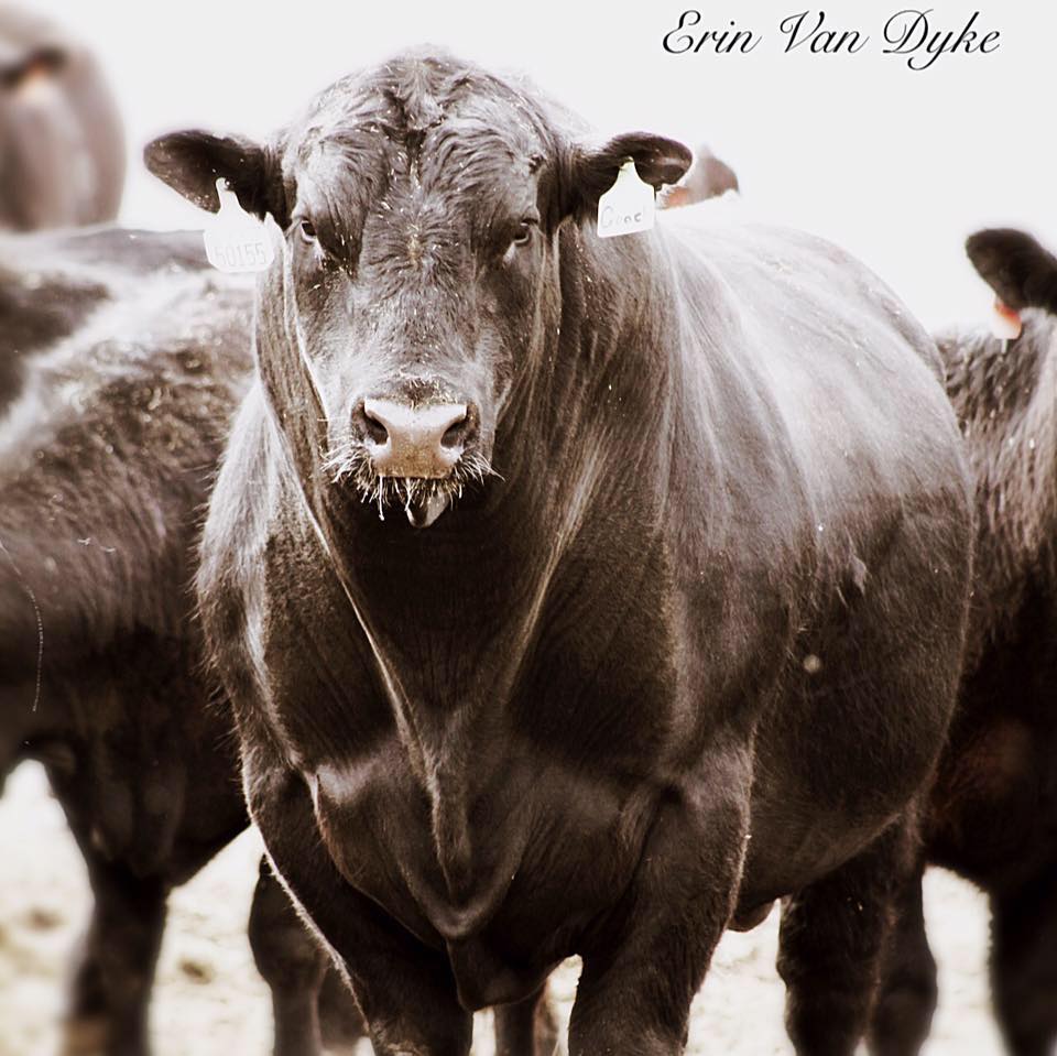 WMR cow.jpg