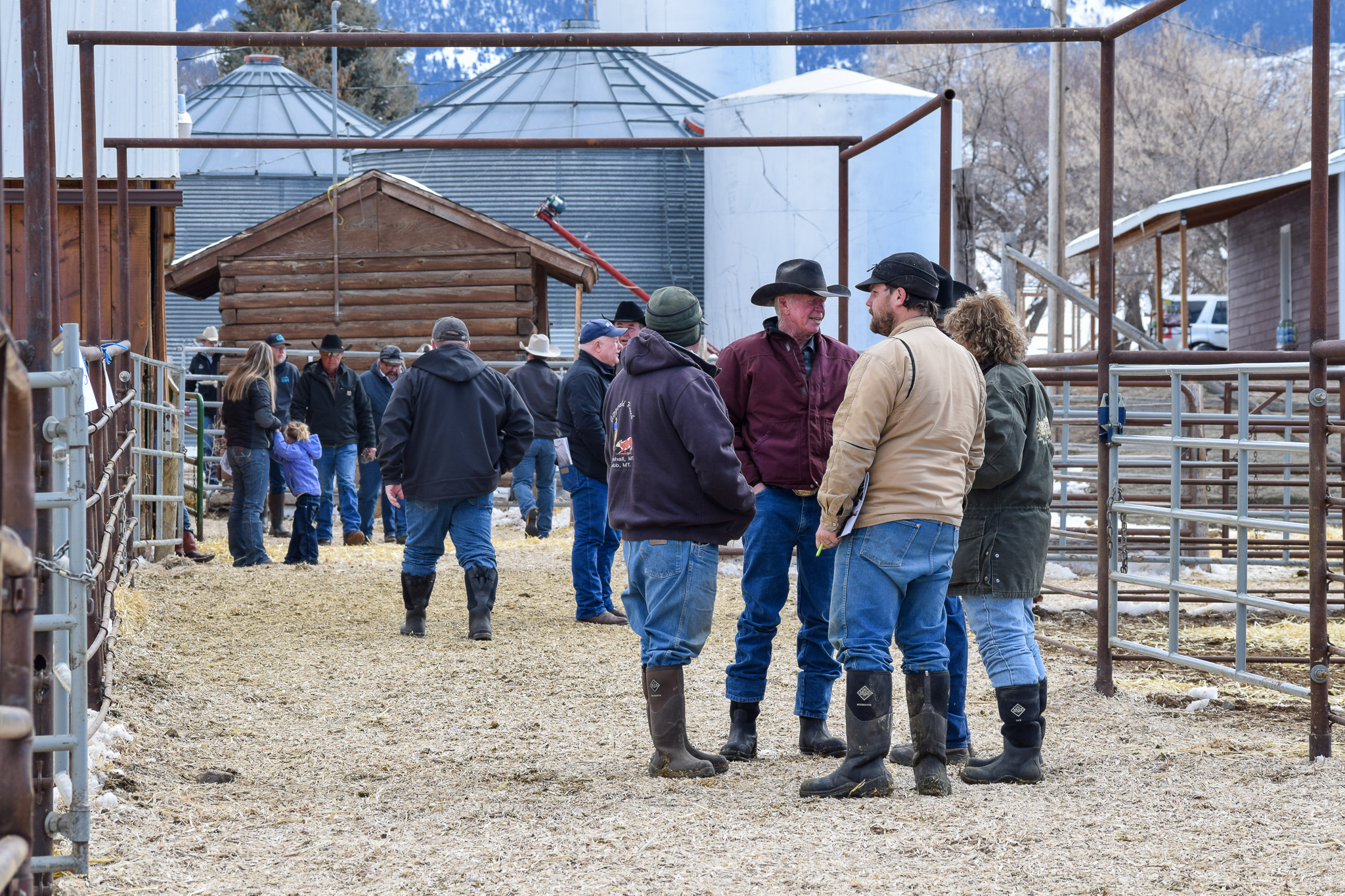 WMR Bull Sale 2019 (12).jpg