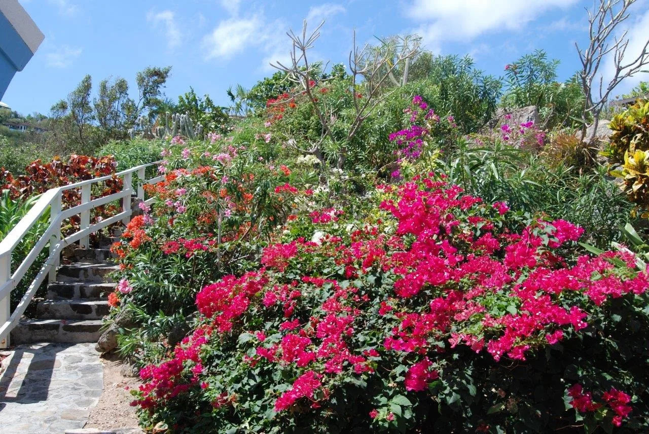 Serendipity Garden.jpg