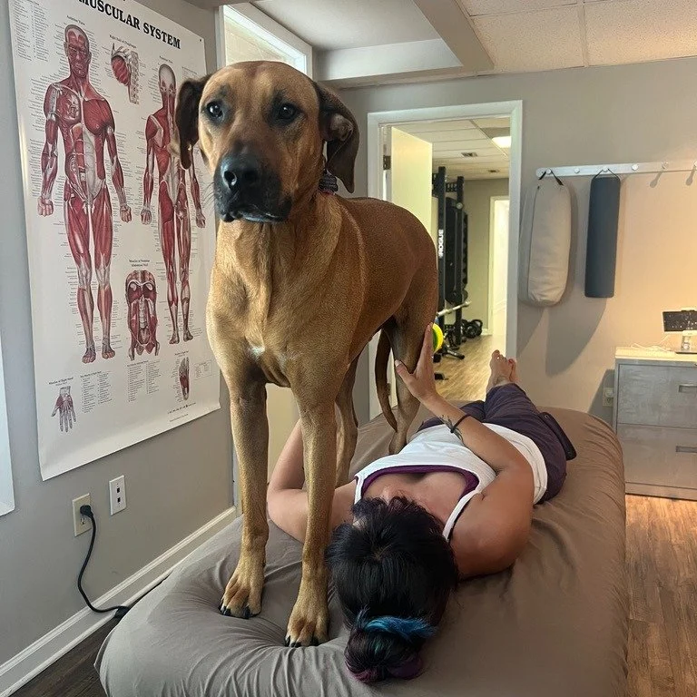 🐾 Did you know dogs benefit from massage therapy just like humans do? 🐶💆&zwj;♂️

Massage therapy isn't just a luxury&mdash;it&rsquo;s an important part of canine wellness! Here's why:

✨ Reduces pain &amp; stiffness &ndash; Great for aging pups or