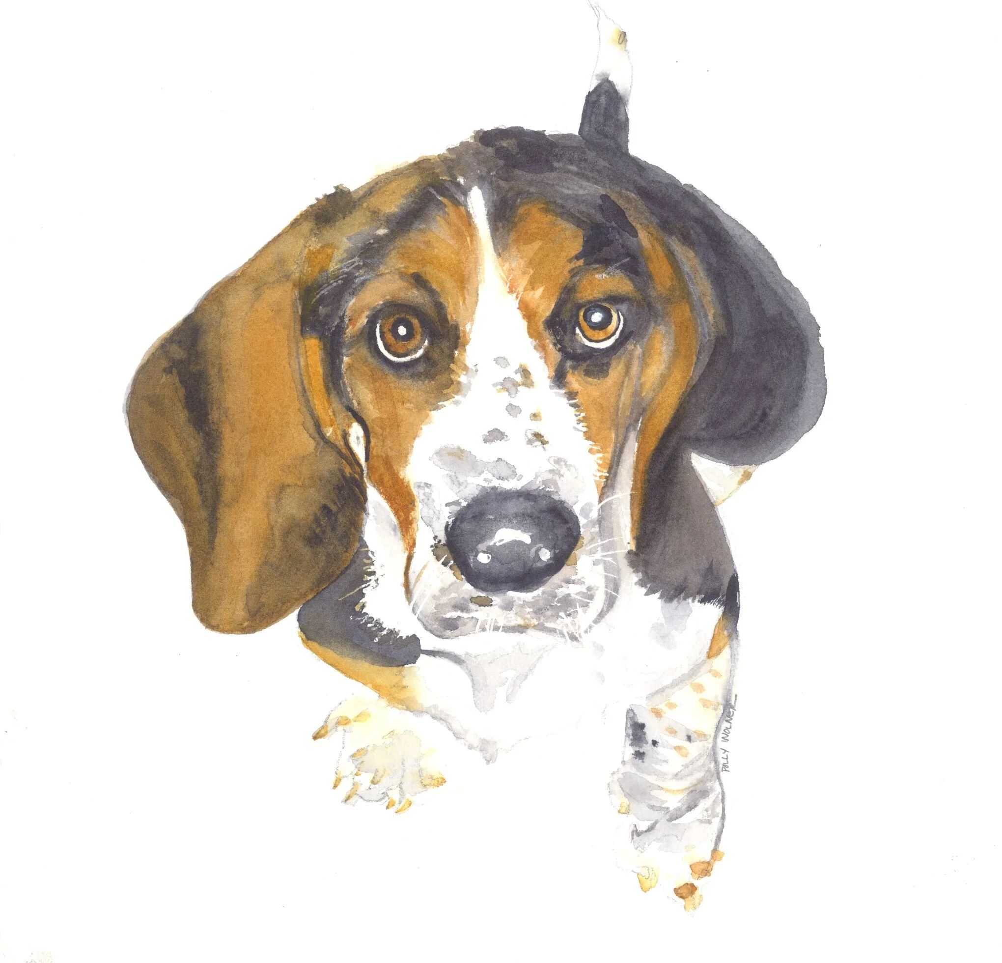 pets-bassett-puppy.jpg