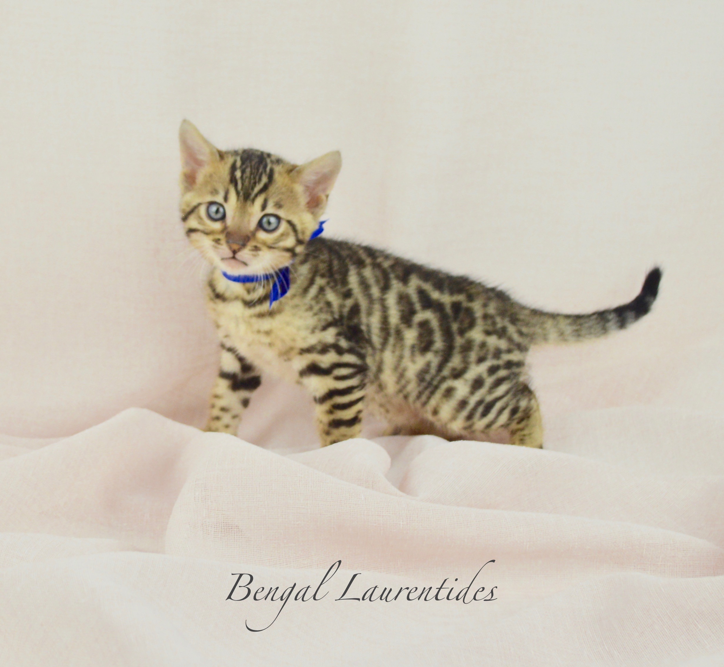What Is The Evolution Of A Bengal Colour Like Bengal Laurentides Bengal Kittens For Sale Worldwide