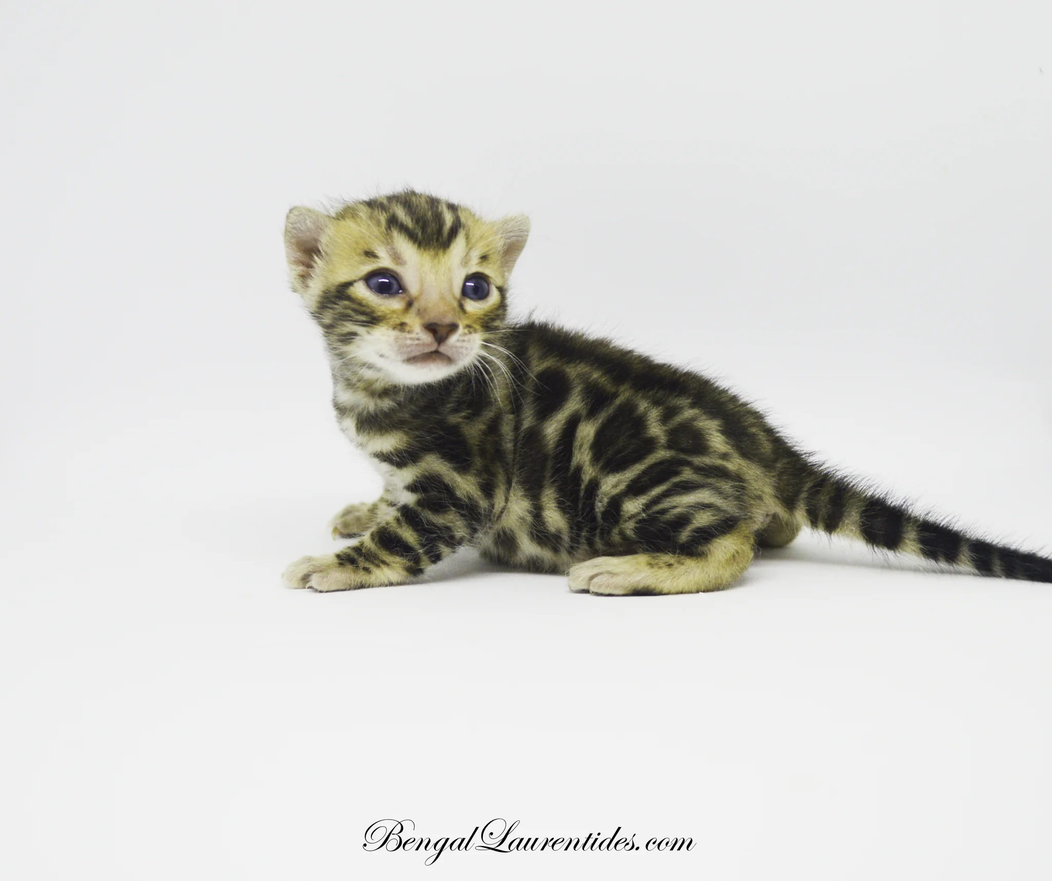 What Is The Evolution Of A Bengal Colour Like Bengal Laurentides Bengal Kittens For Sale Worldwide