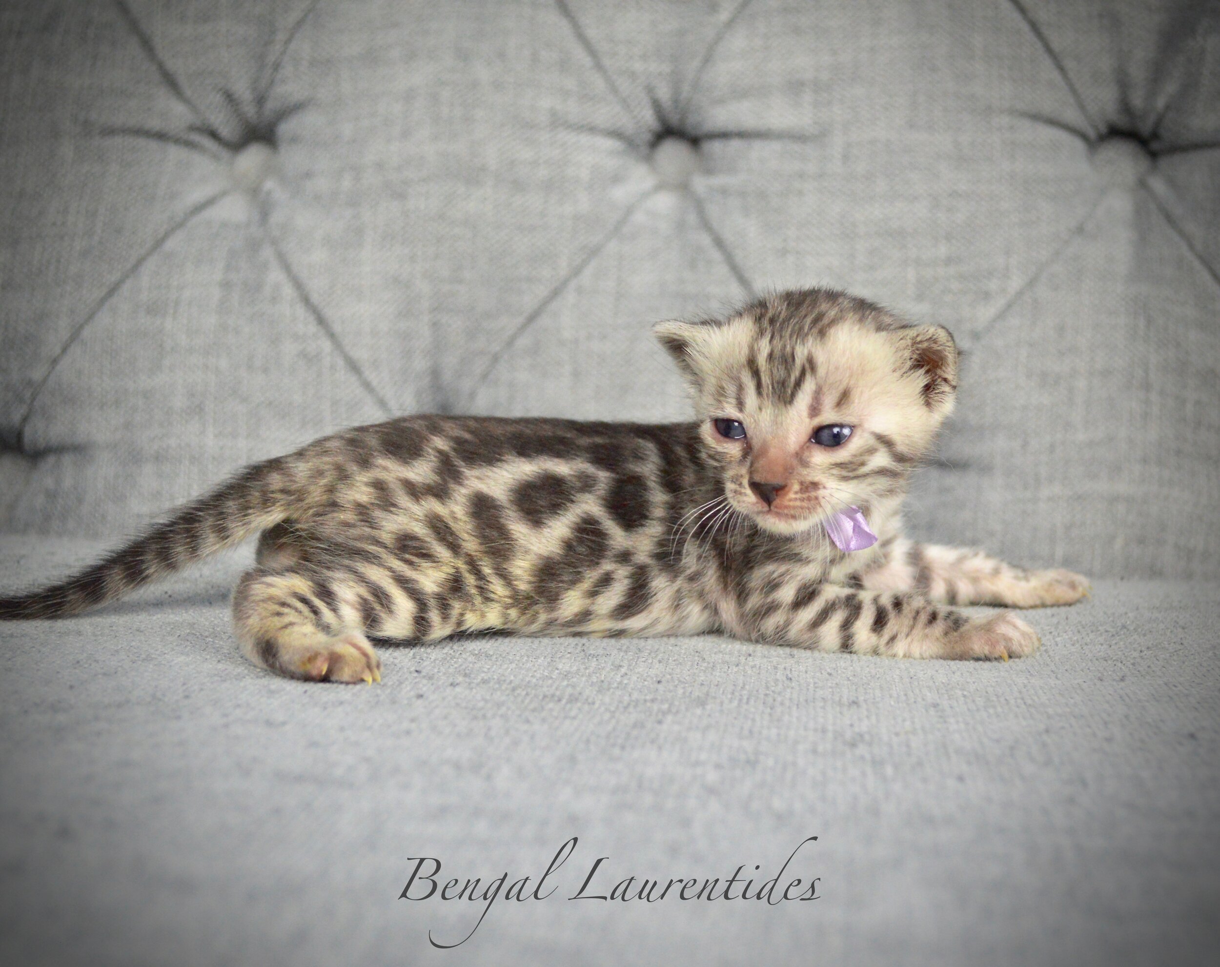 What Is The Evolution Of A Bengal Colour Like Bengal Laurentides Bengal Kittens For Sale Worldwide