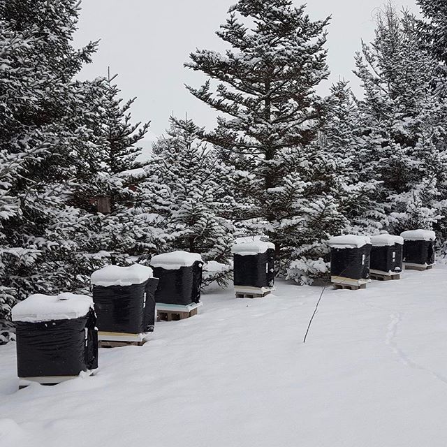 Bee cozy wraps and candy boards keeping the hives warm and happy just before snowmageddon. #localhoney #honeybees