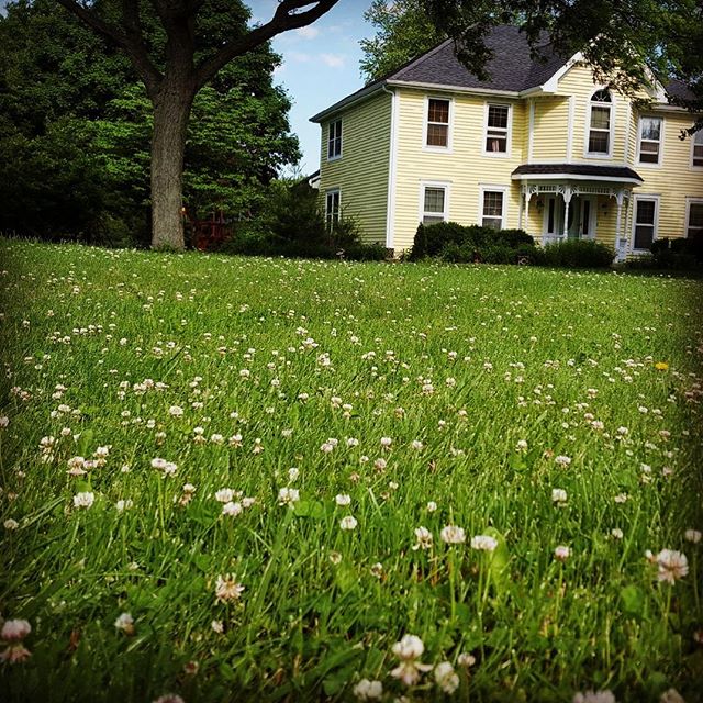 Dreaming of warmer weather and all the clover that comes with it. If you&rsquo;re in the Chicagoland area, stay warm! #localhoney #honeybees #harshwinter #chicagowinters