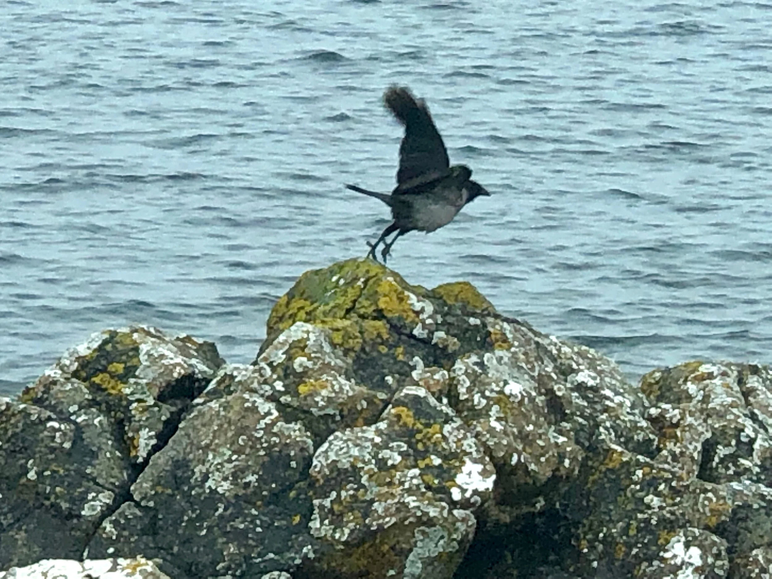 IMG_3758.jpeg