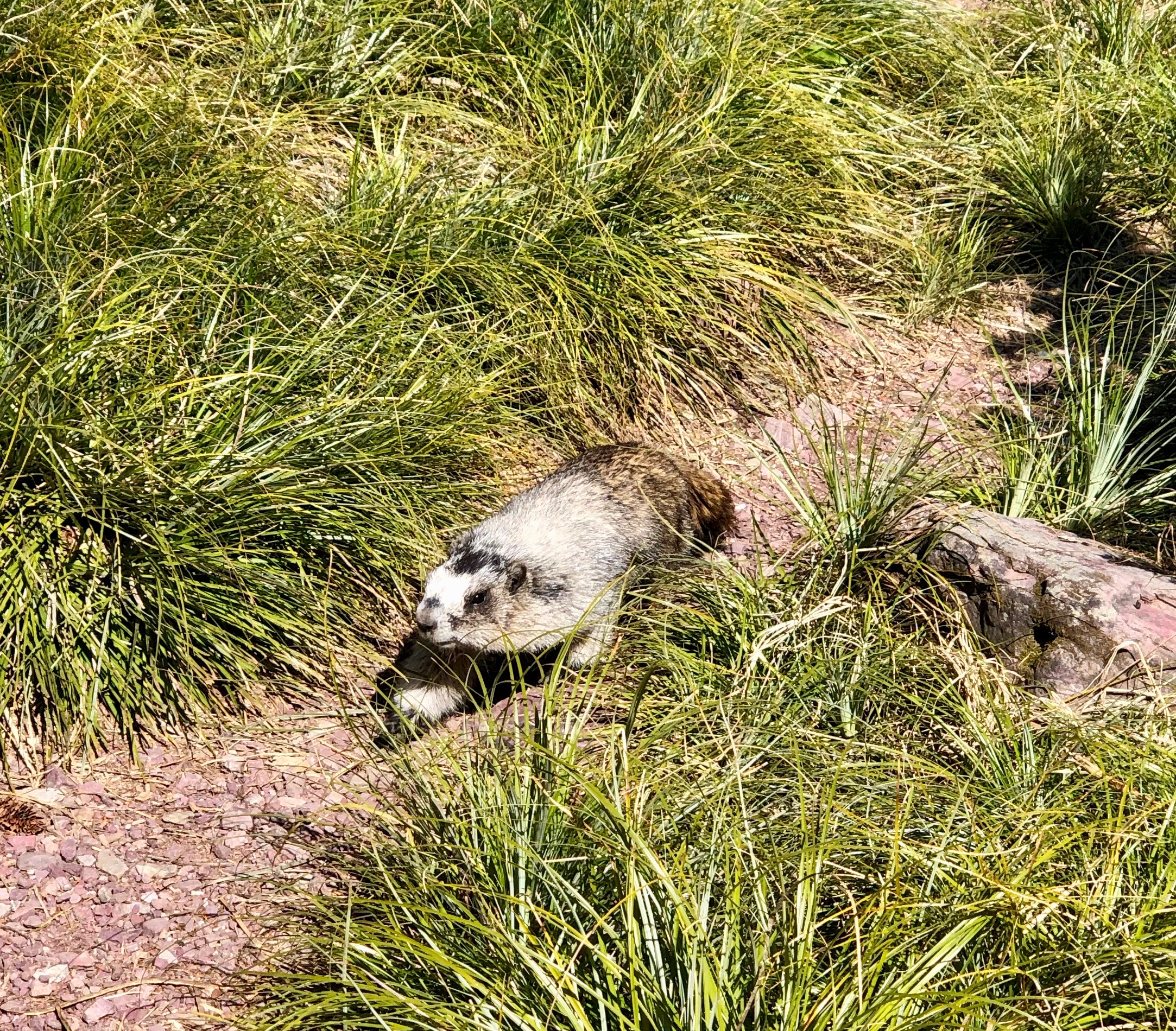 Marmot.jpeg
