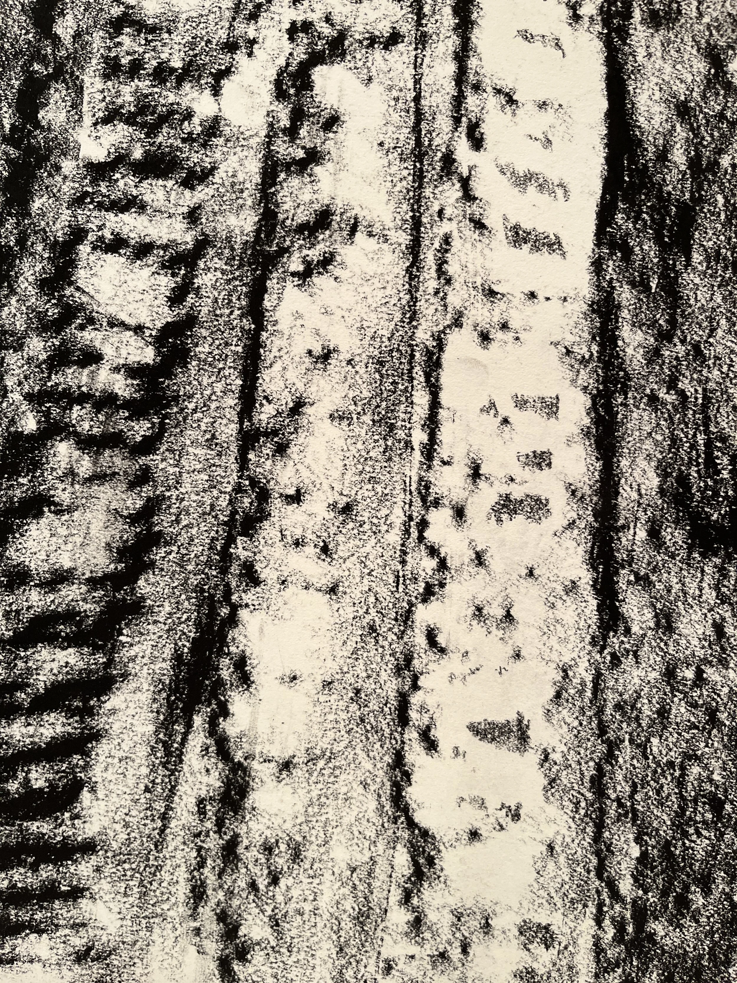 SeedpodRubbings2 (1).JPG