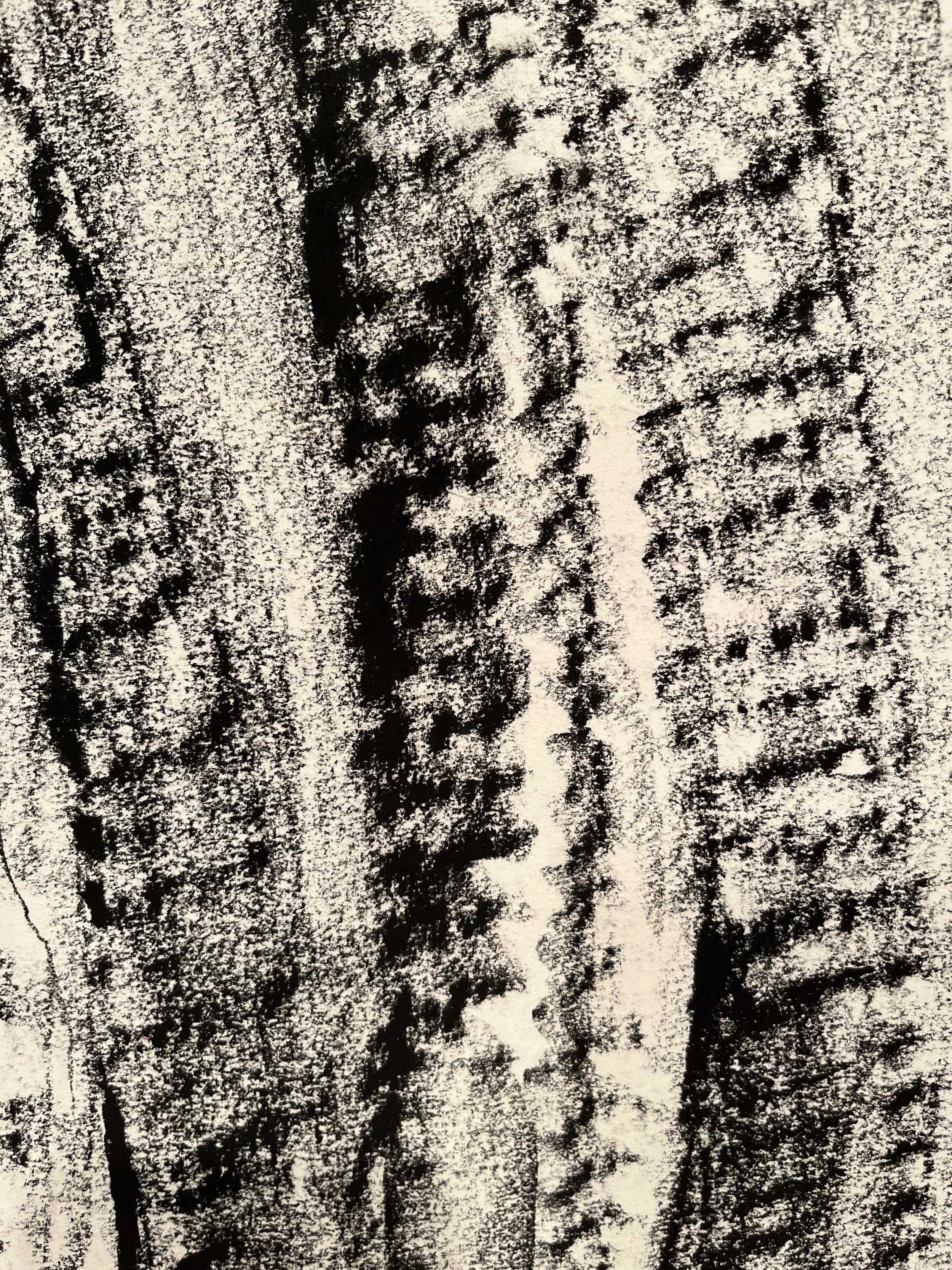 SeedpodRubbings4 (1).JPG