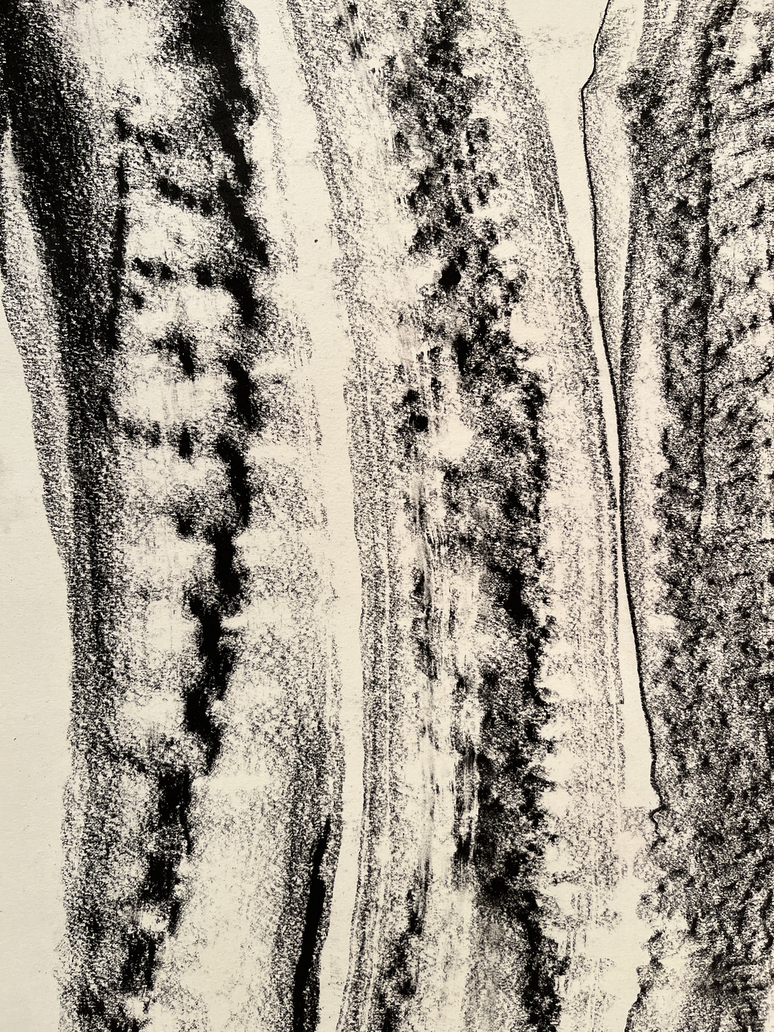 SeedpodRubbings5 (2).JPG