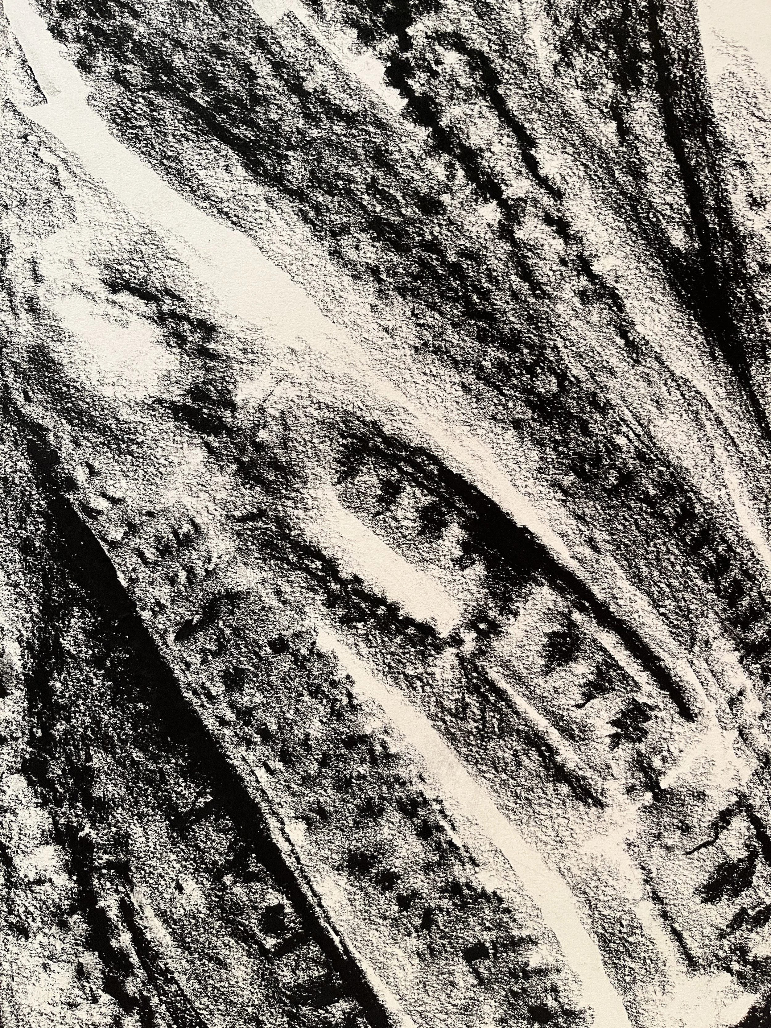 SeedpodRubbings8 (1).JPG