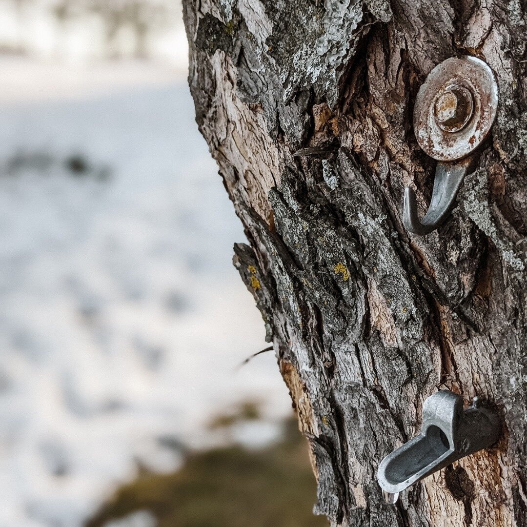 The taps are flowing! 🍁

This is our third year producing maple syrup from trees on our property. I get so excited to put the taps in and watch the sap flow. This year, I have the joy of sharing the experience with all of our Wildlings students! The
