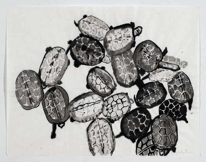 Turtles2_ink_13.5”x17.5”_2016_DSC01477.jpg