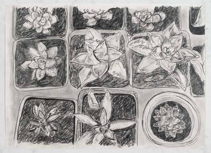Succulents