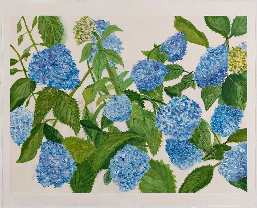 Blue Hydrangea