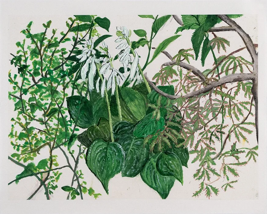 Hosta