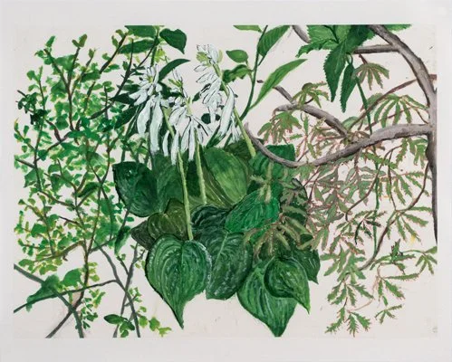 Hosta