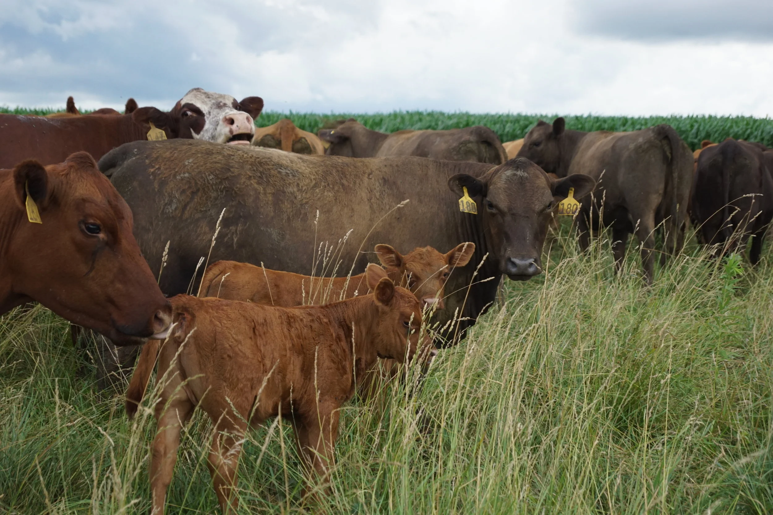 Benefits of Grass-finished Beef