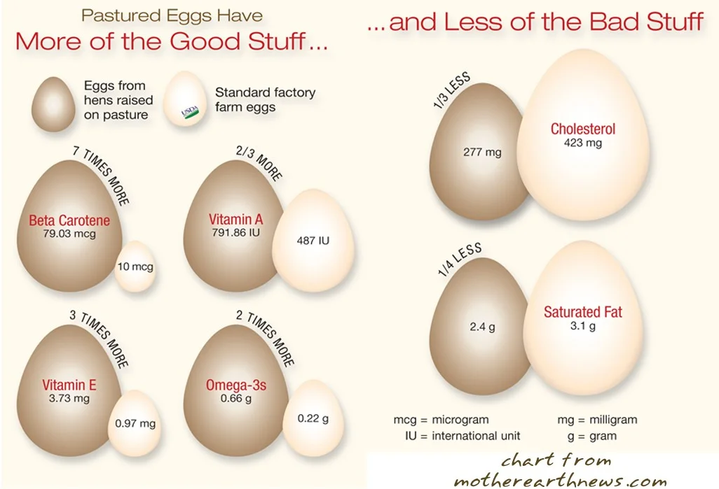 EGGS2.jpg