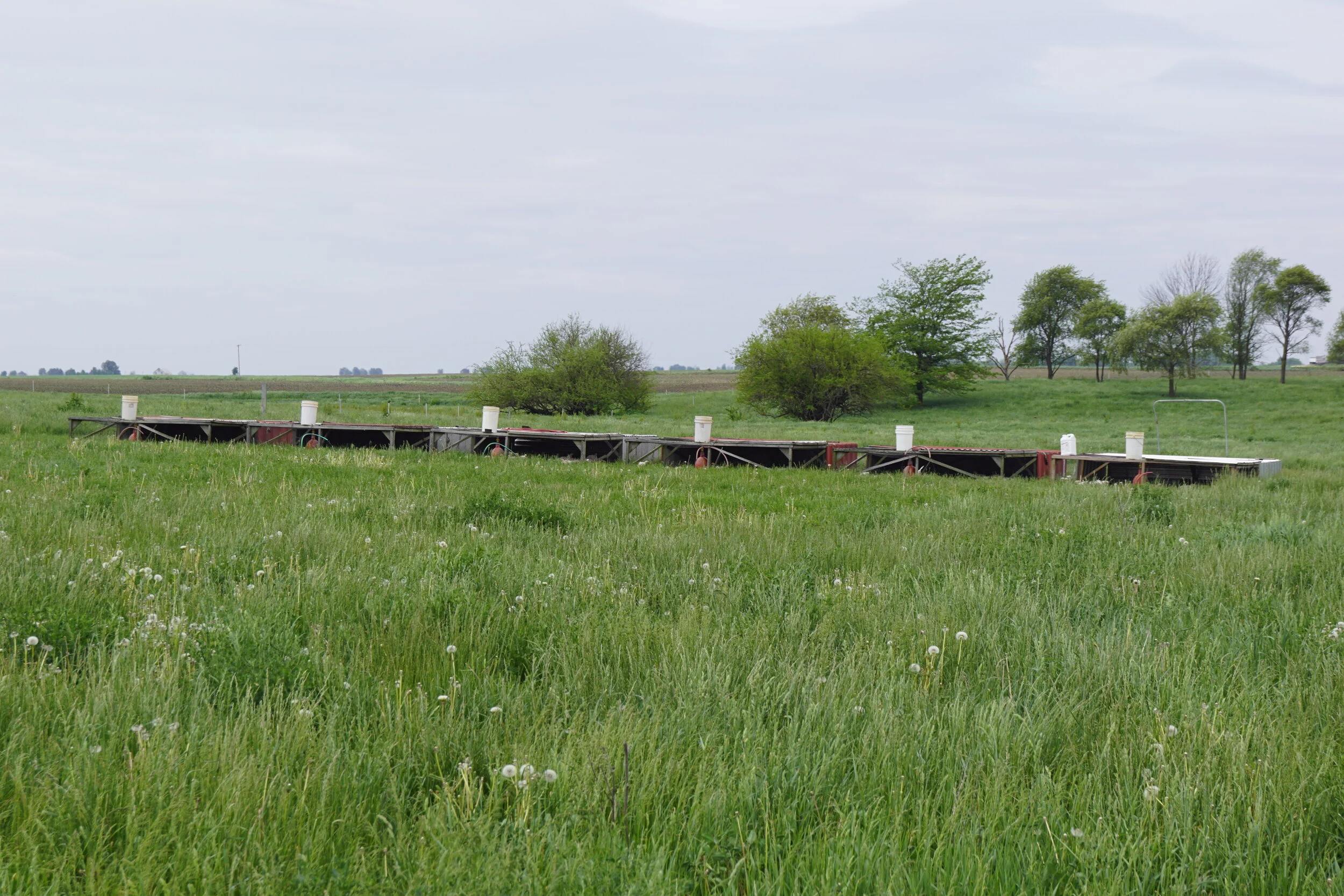 What’s So Great About Pasture-Raised Poultry?