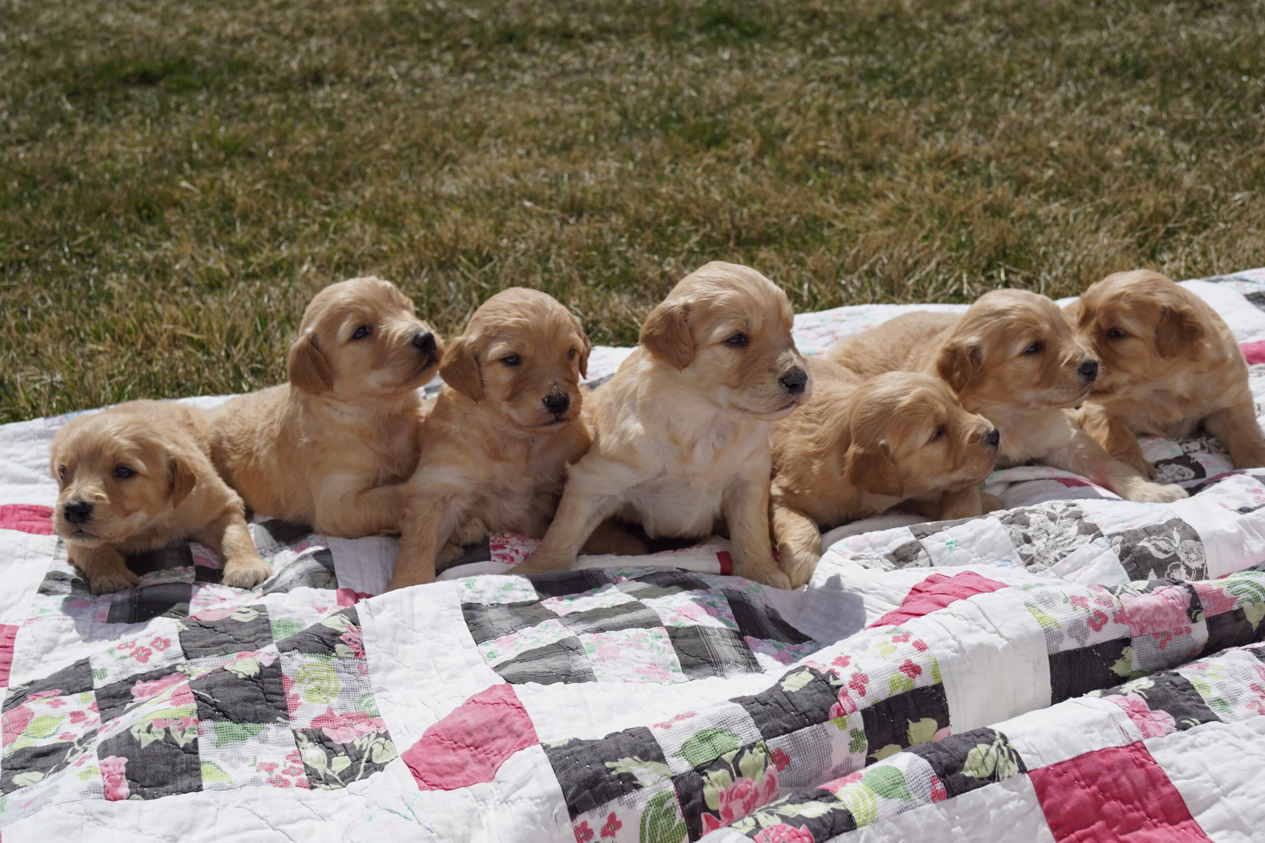 Puppies at Sonrise Farms
