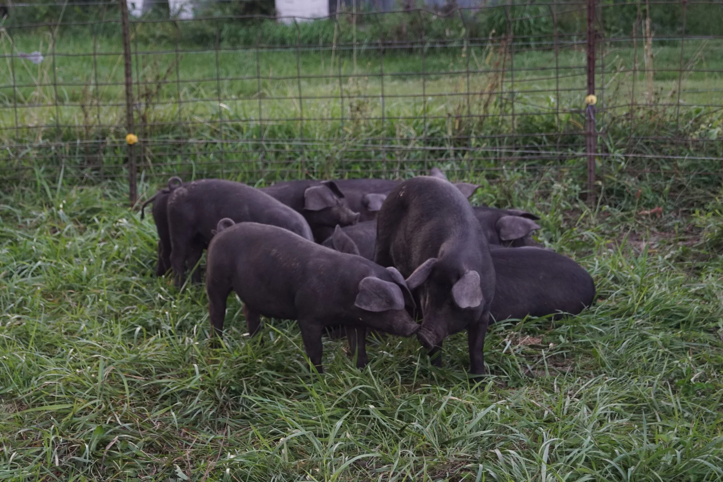 Living Light Farms Pork