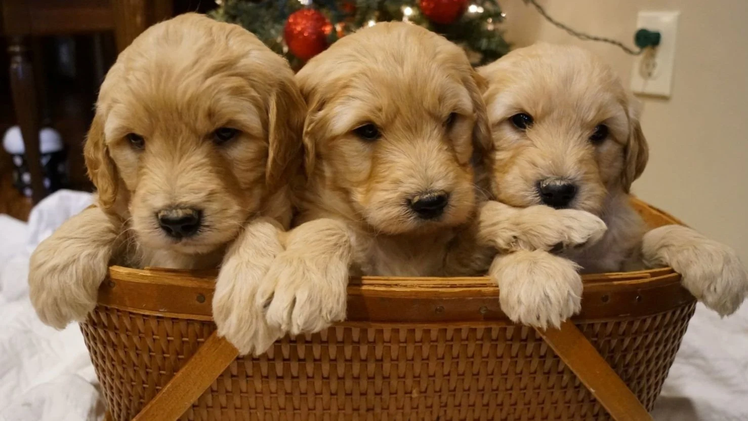 Our Farm is Going to the Dogs!