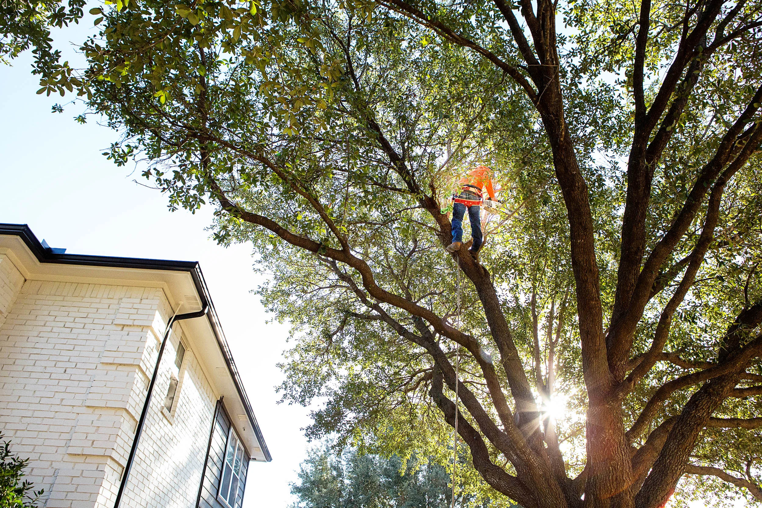 BM Tree Service
