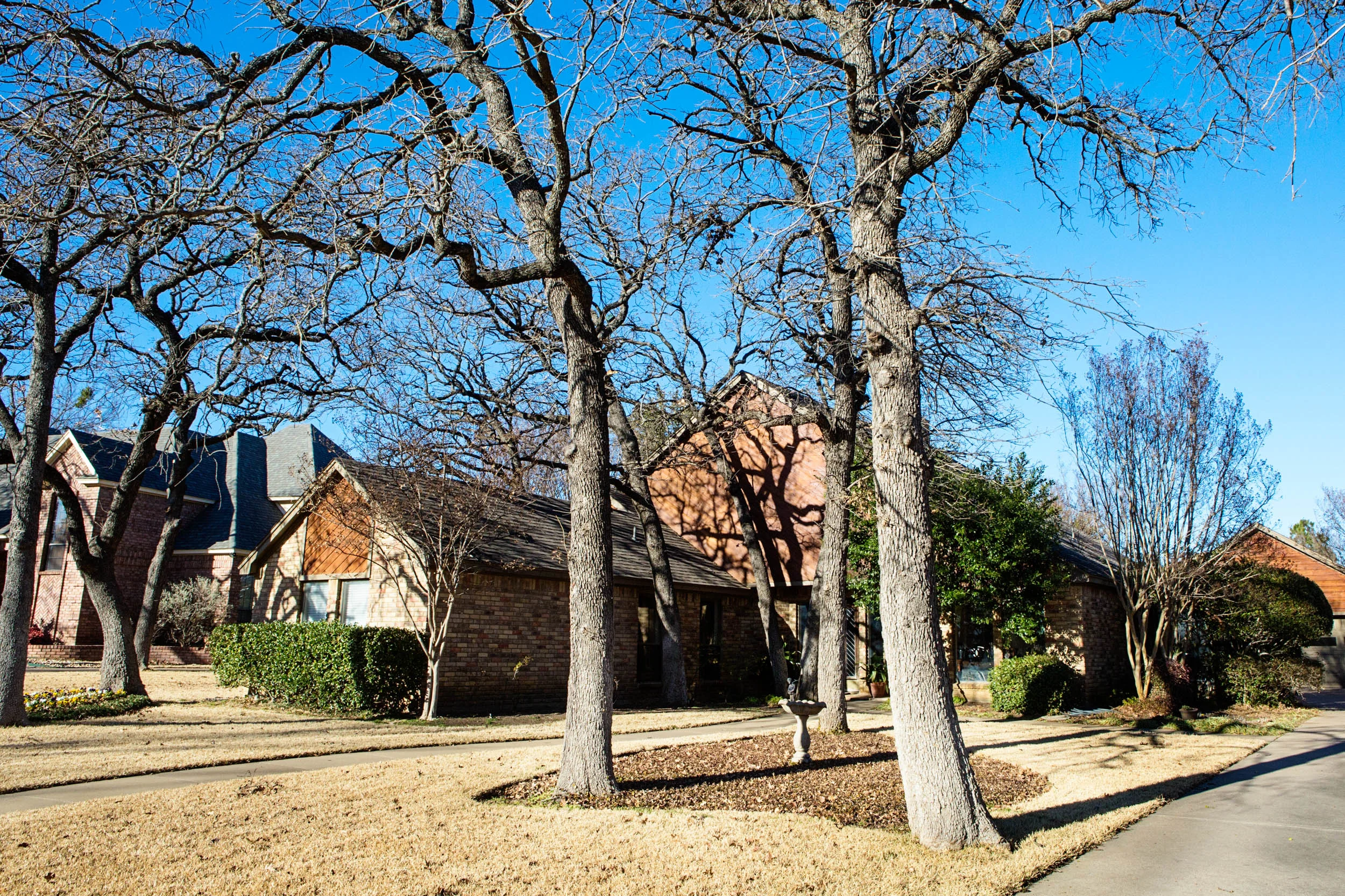 Tree Trimming in Southlake Texas (2 of 8).jpg