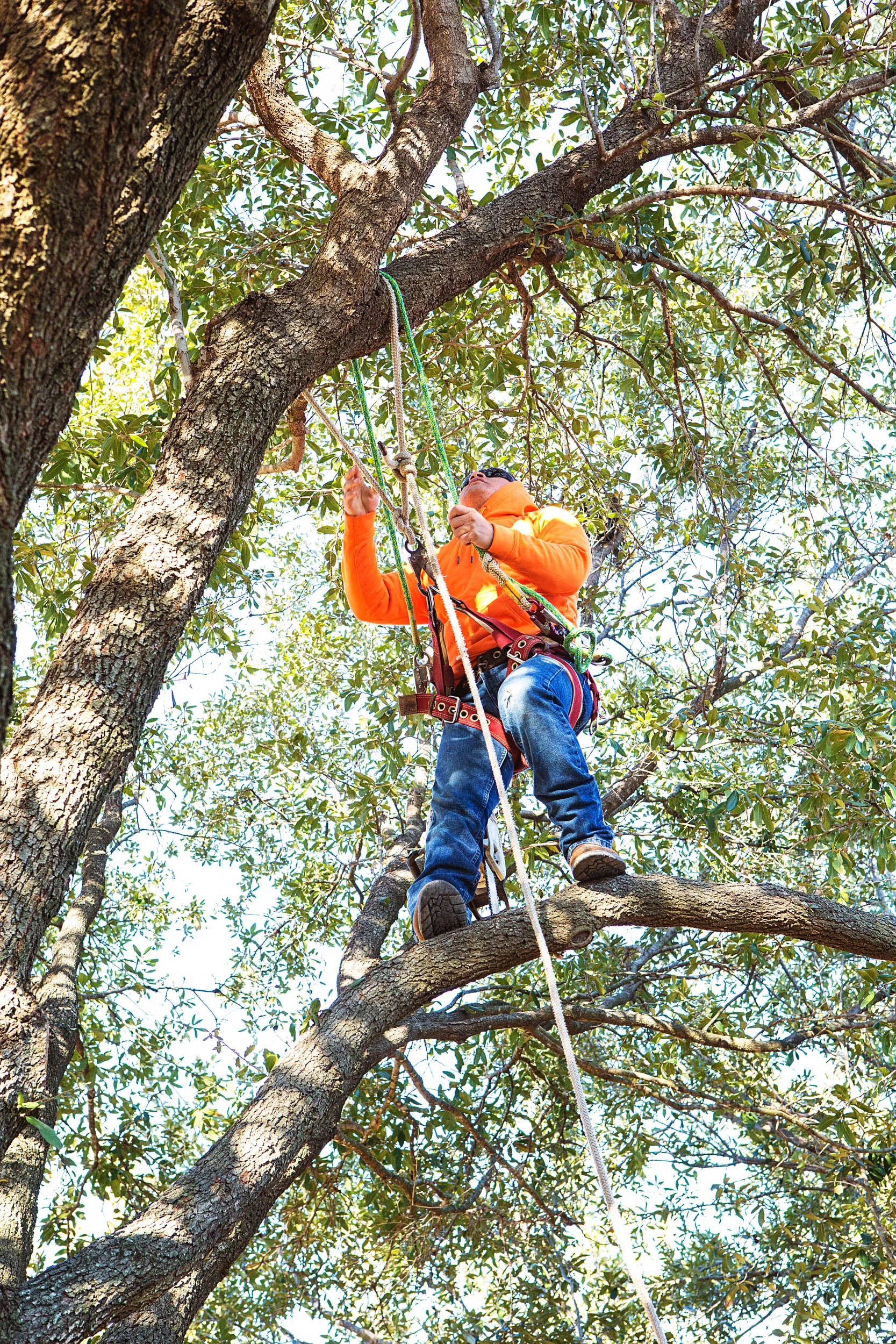 Tree Services in Westlake Photo Gallery — BM Tree Service