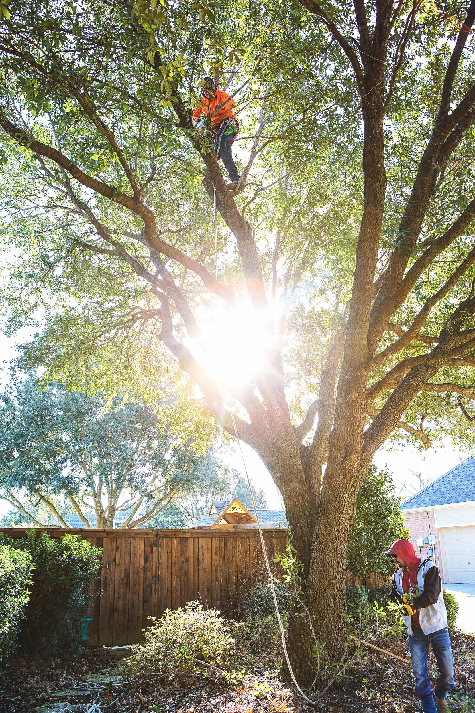 Tree Services in Westlake Photo Gallery — BM Tree Service