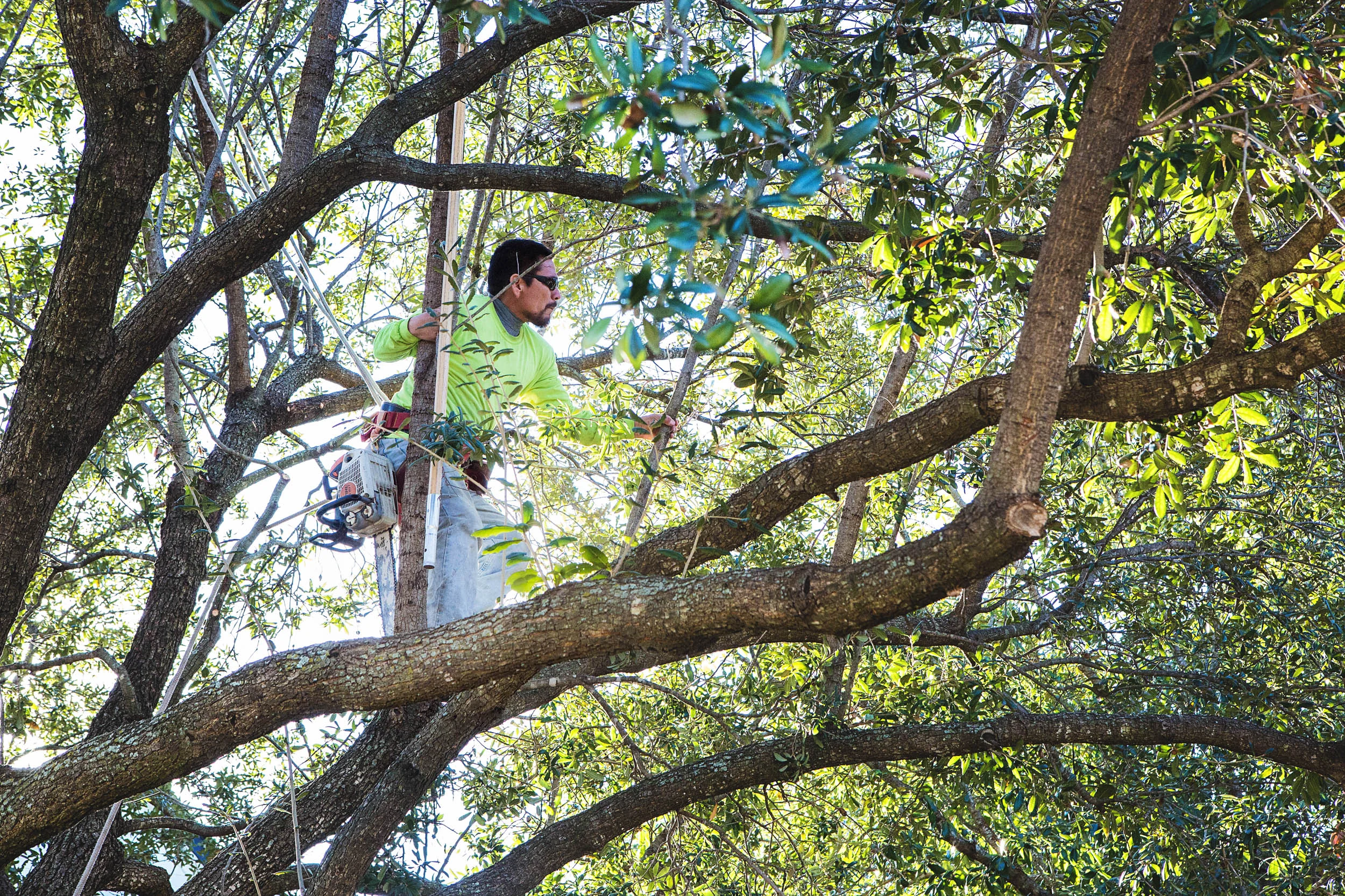 Tree Services in Westlake Photo Gallery — BM Tree Service