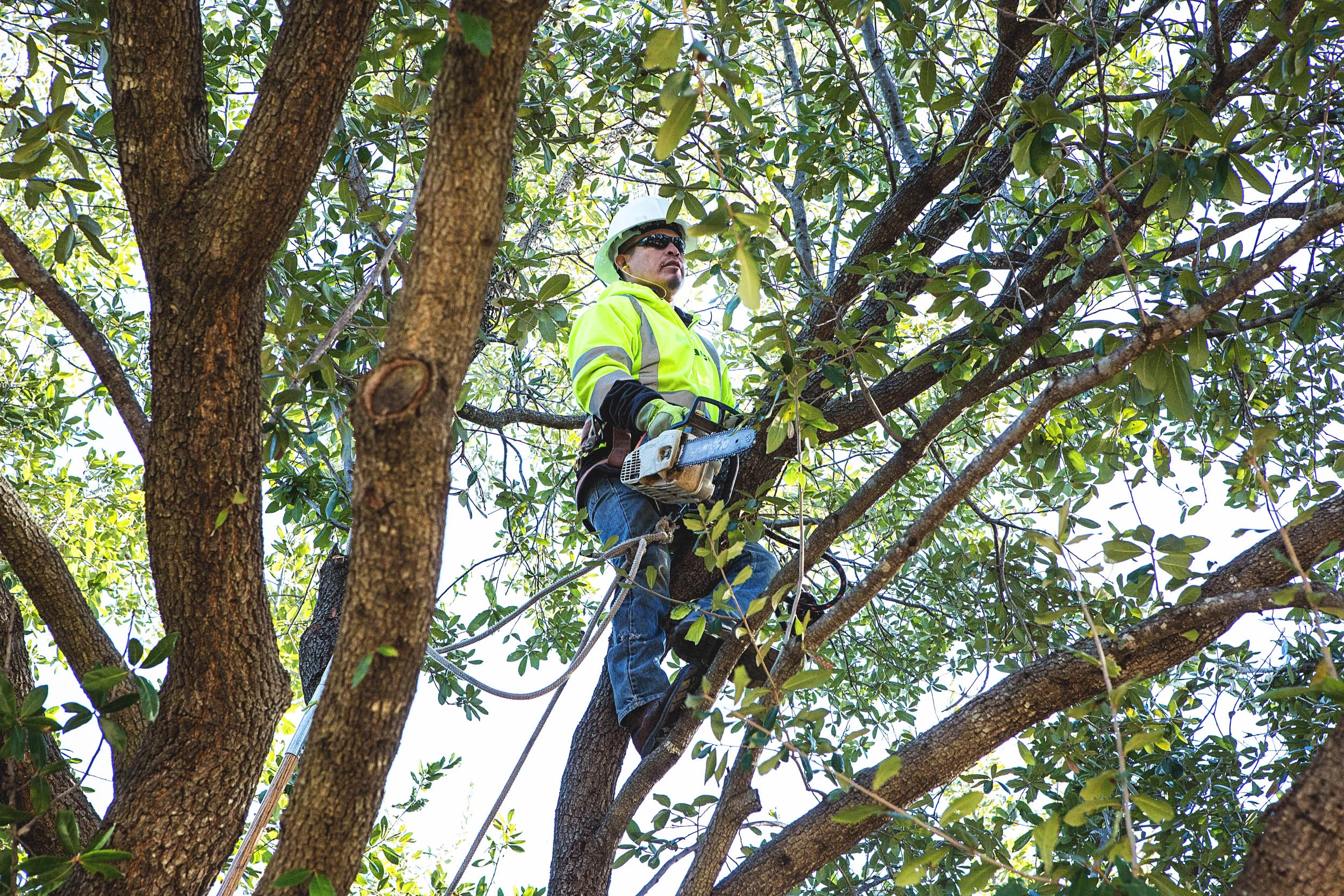 Tree Services in Westlake Photo Gallery — BM Tree Service