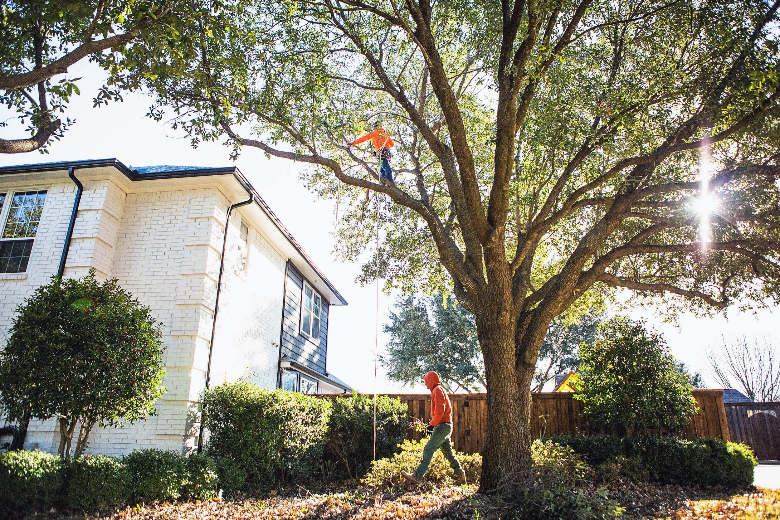 Tree Services in Westlake Photo Gallery — BM Tree Service