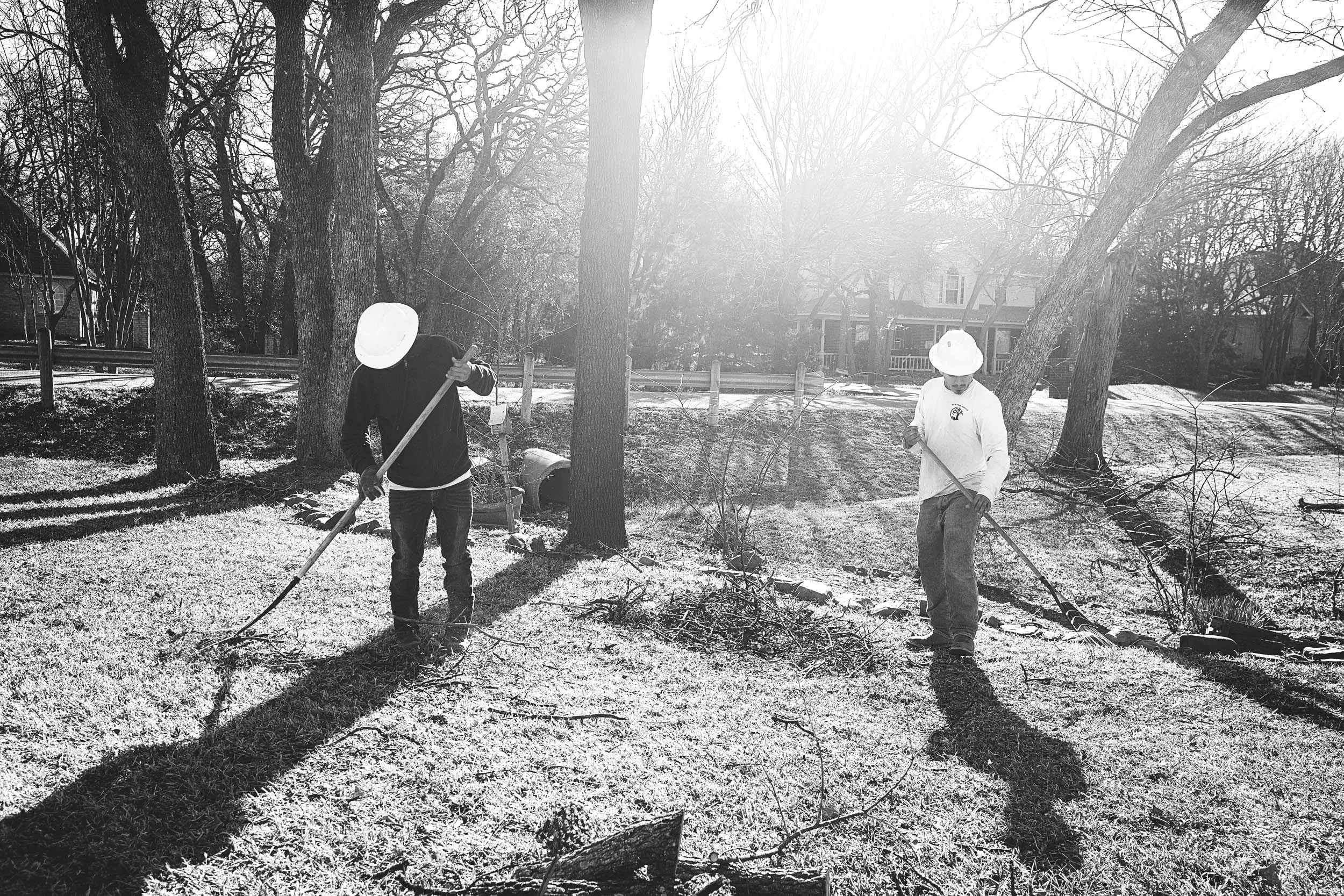 Tree Services in Westlake Photo Gallery — BM Tree Service