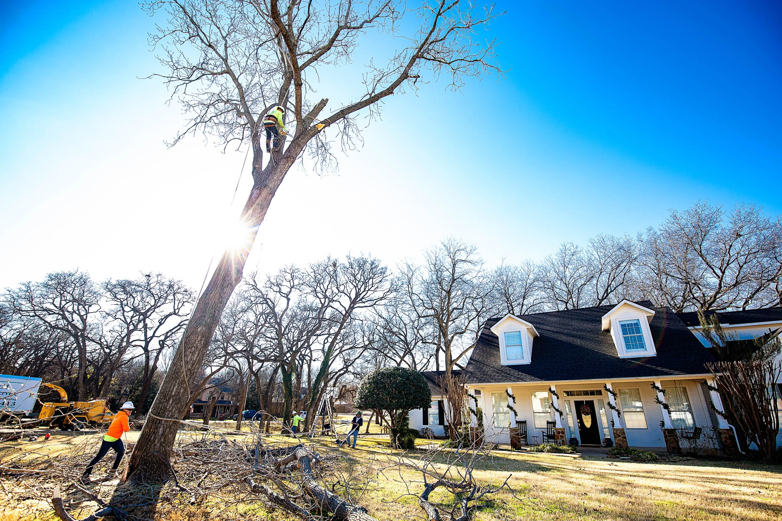 Tree Services in Westlake Photo Gallery — BM Tree Service