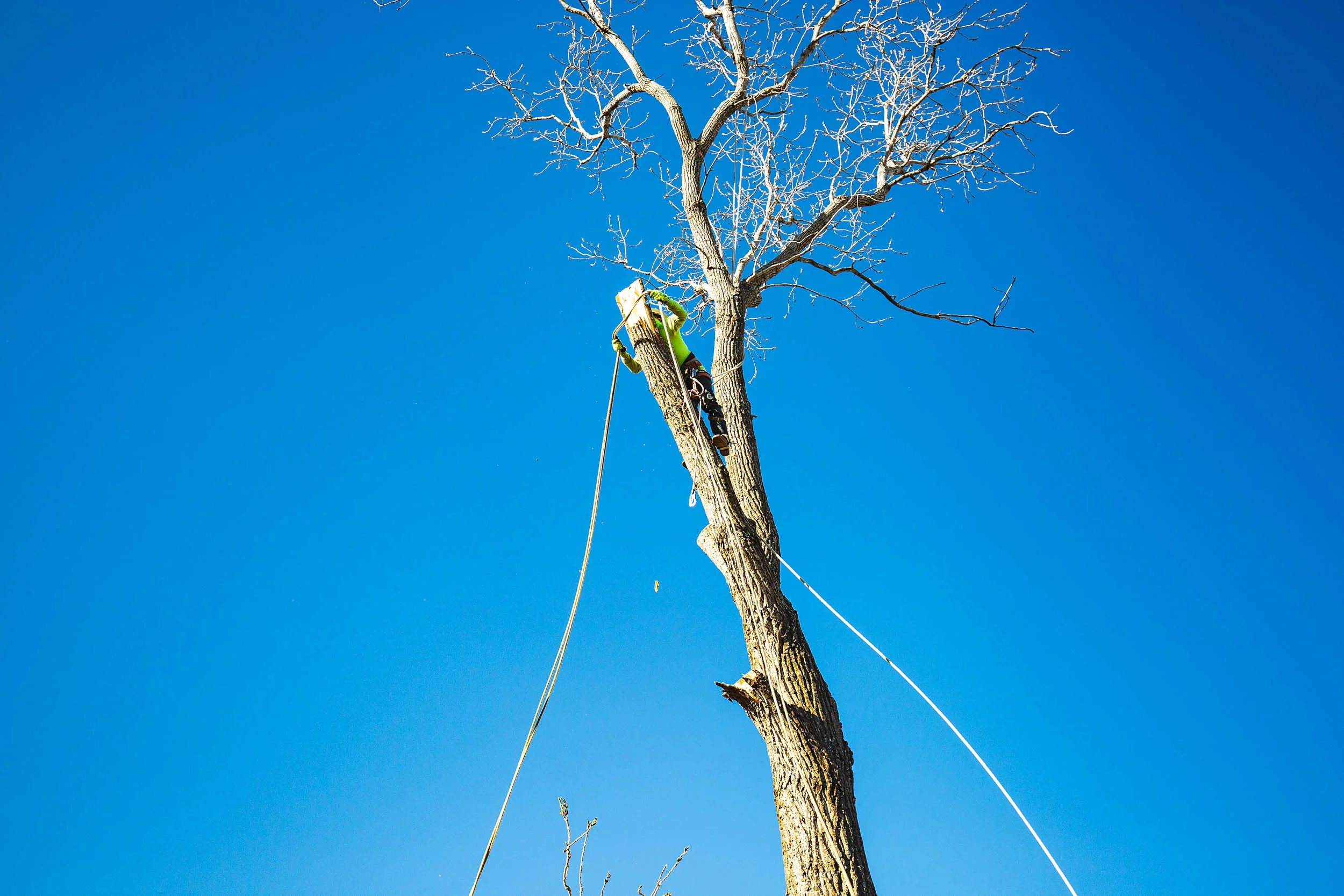 Tree Services in Westlake Photo Gallery — BM Tree Service