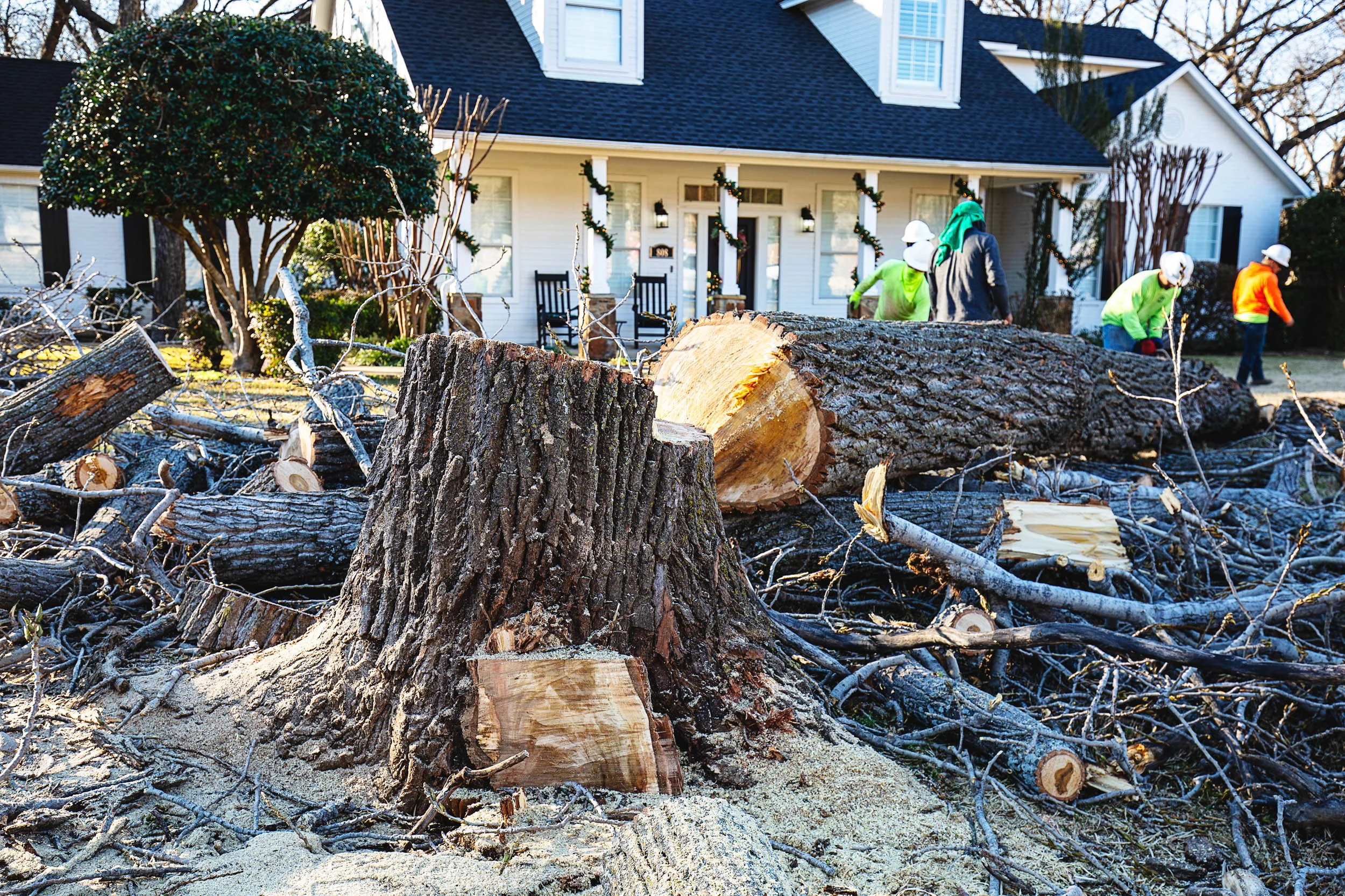 Tree Services in Westlake Photo Gallery — BM Tree Service