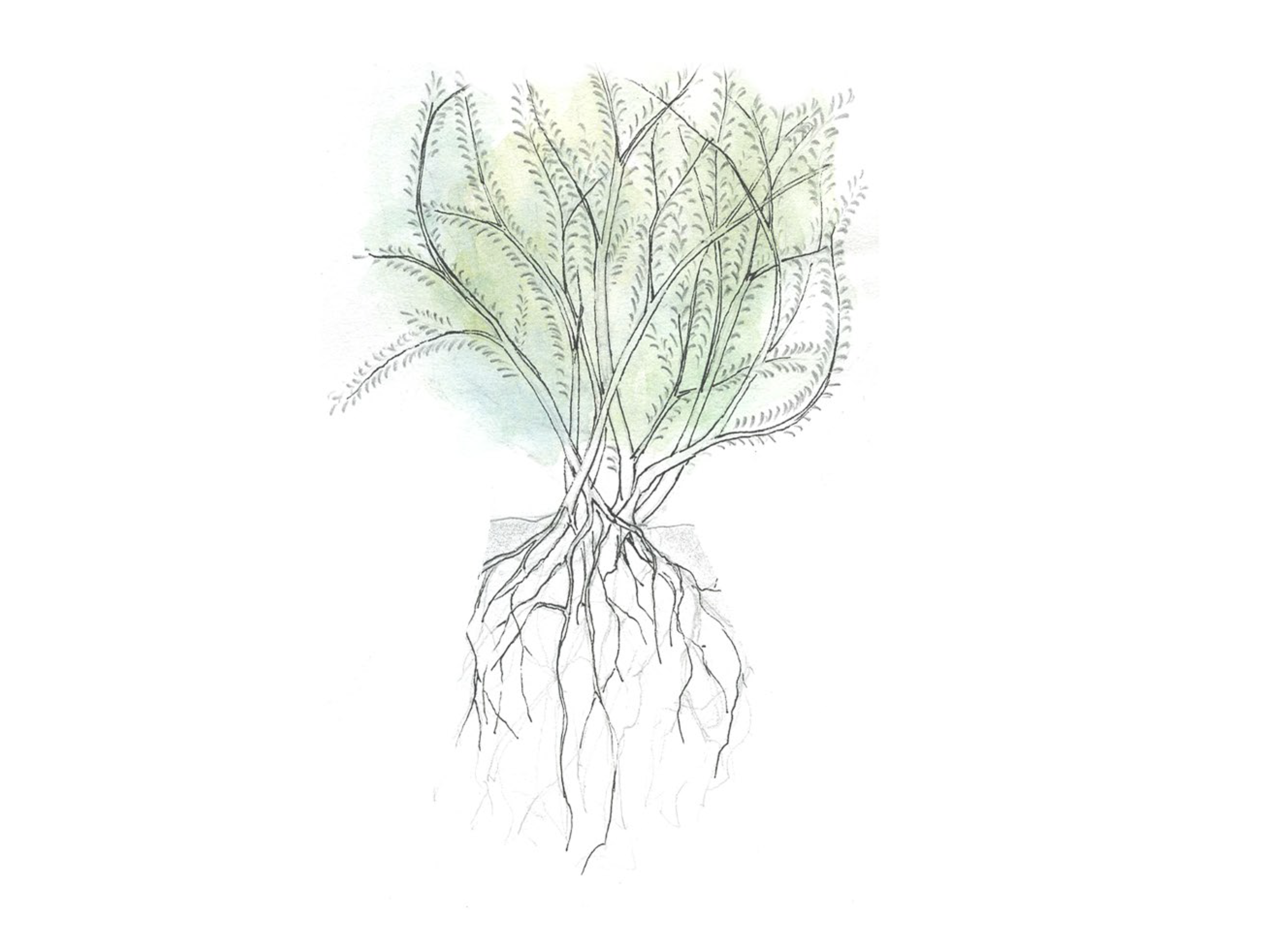 plant for section for gallery.png