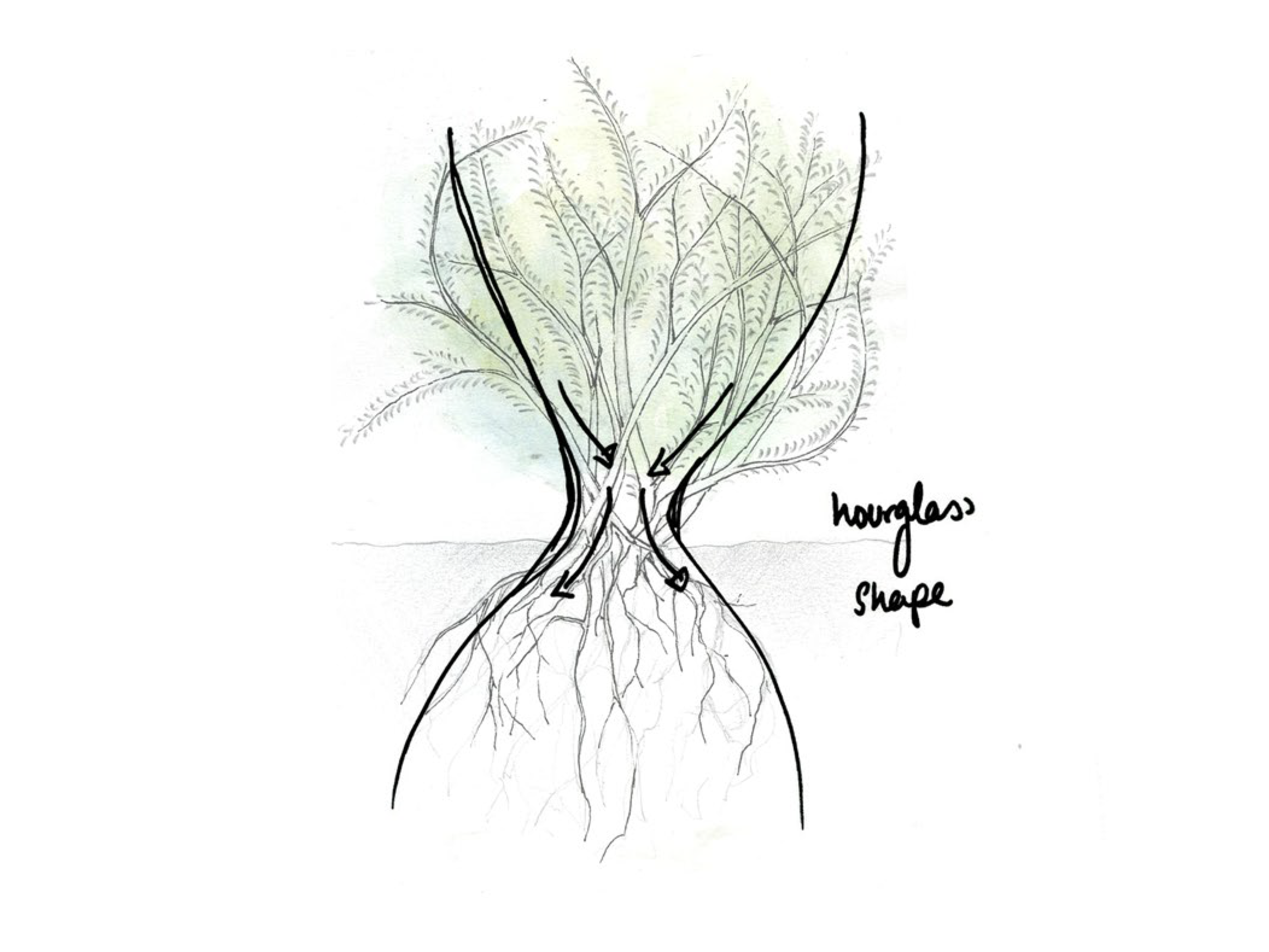 hourglass plant sketch.png
