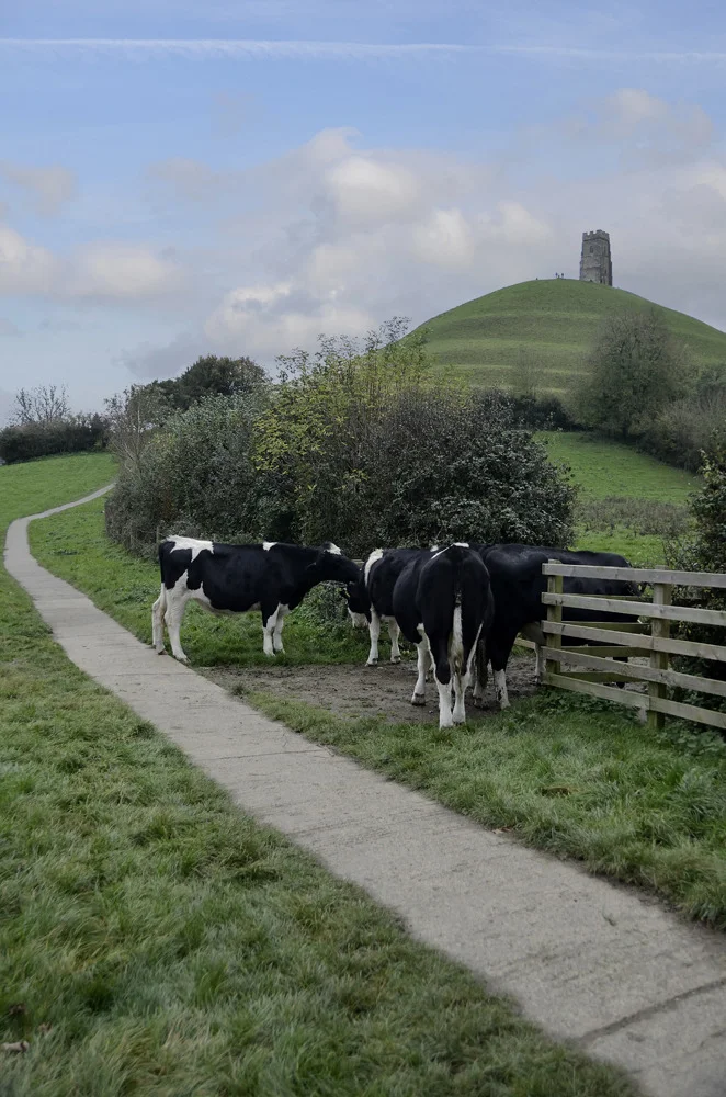 Avalon Cows