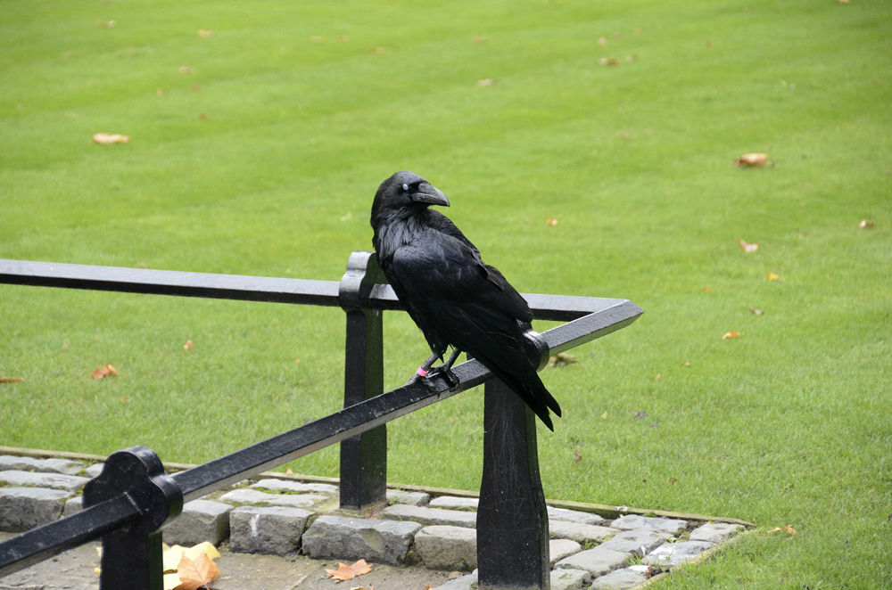 Tower of London Guardian Raven