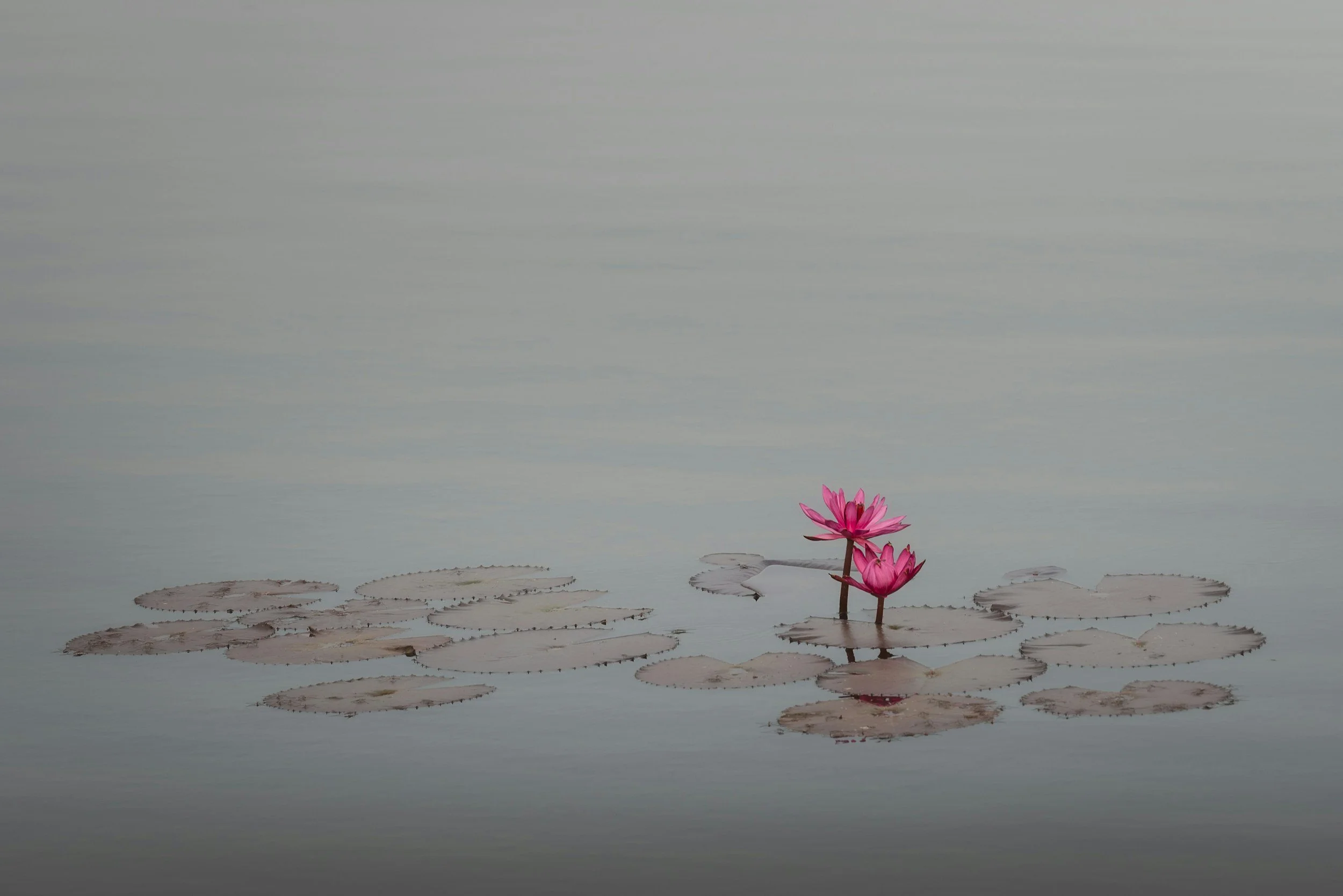 unsplash-image-1fAtAQ4HjhY.jpg
