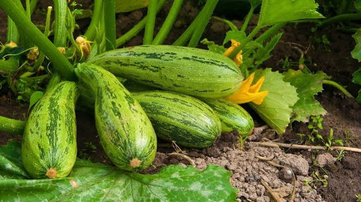 Fast-Growing Vegetables to Sow Now