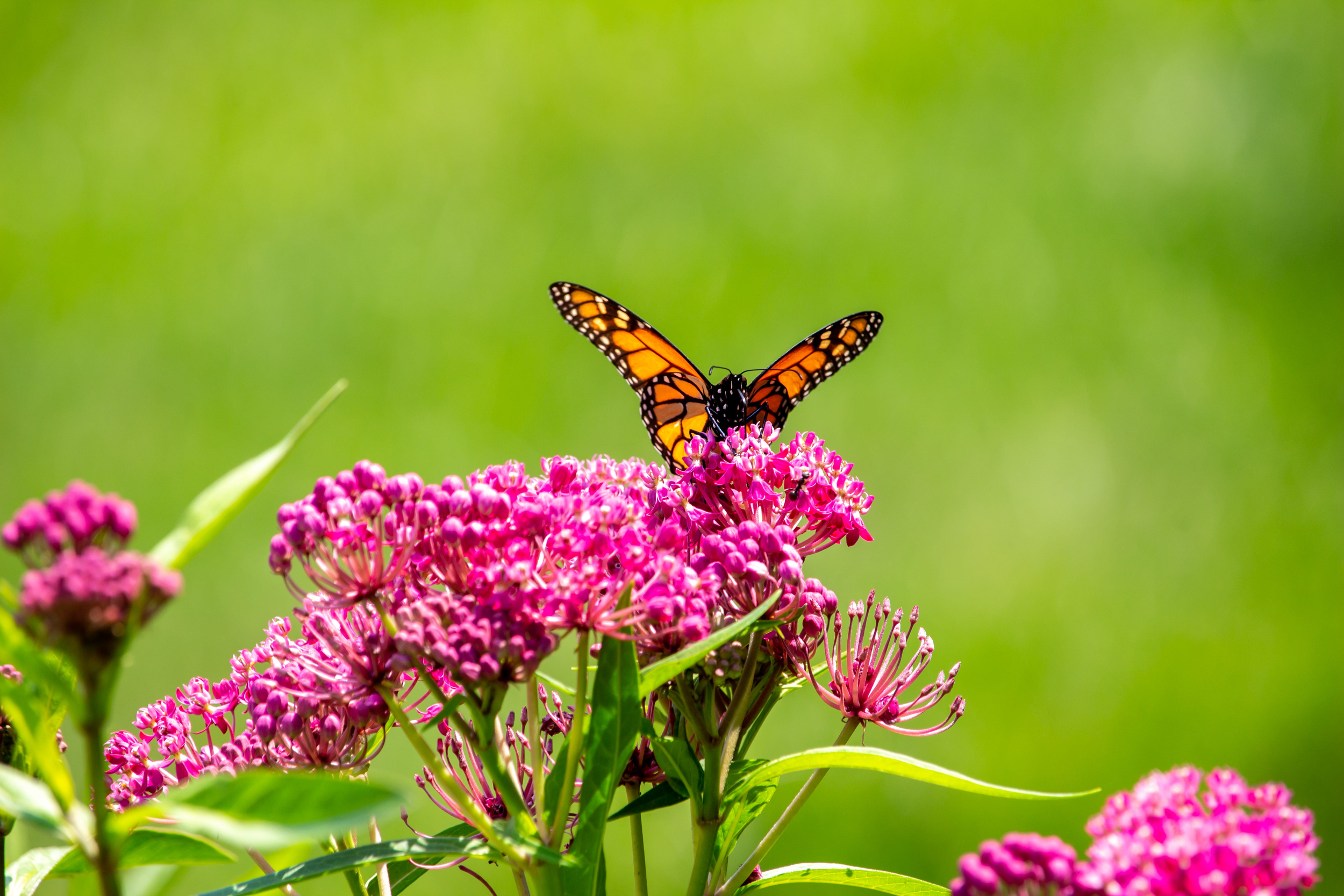 The July Bloomers Pollinators Love