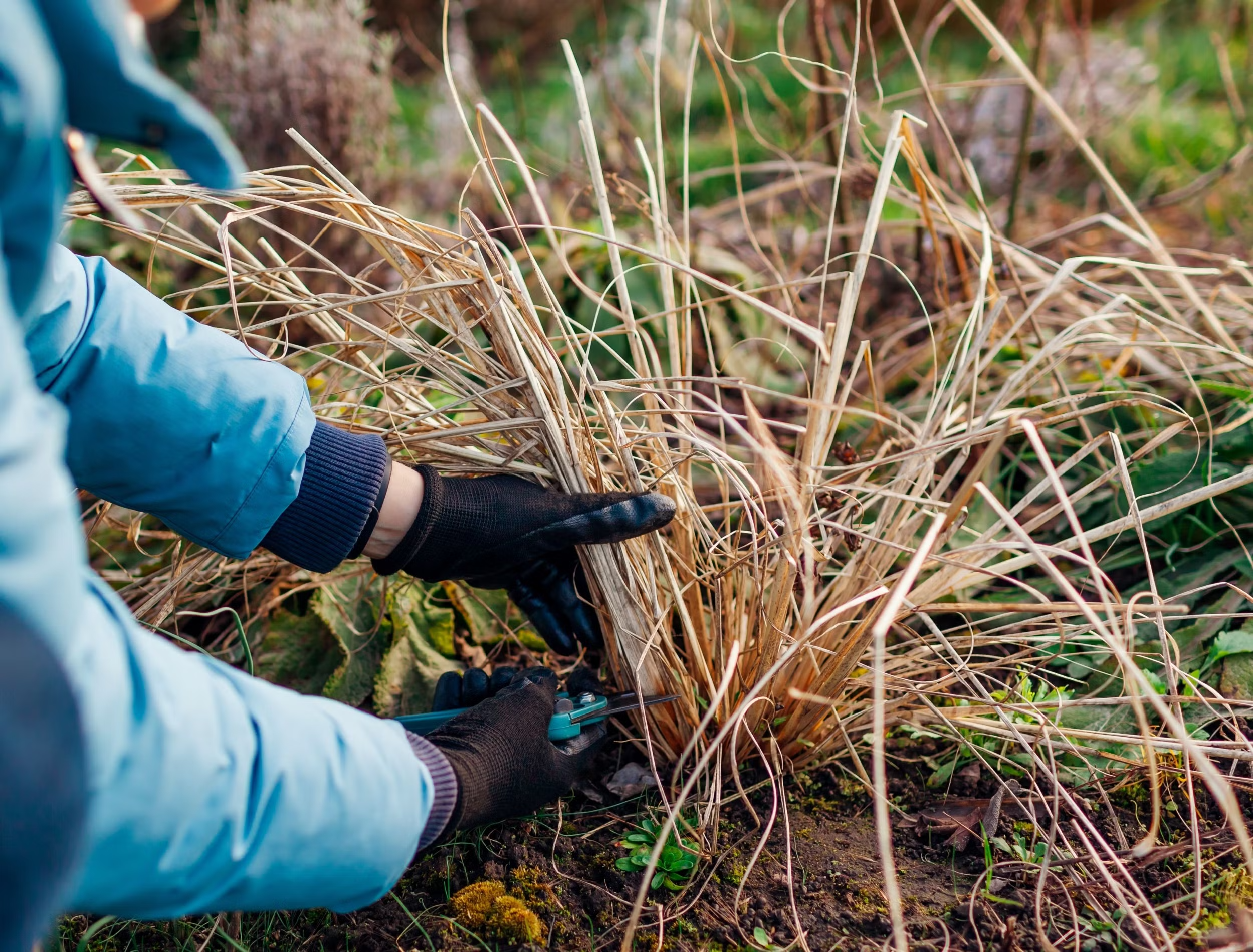 Spring Cleanup: How to Refresh Your Garden Beds After Winter