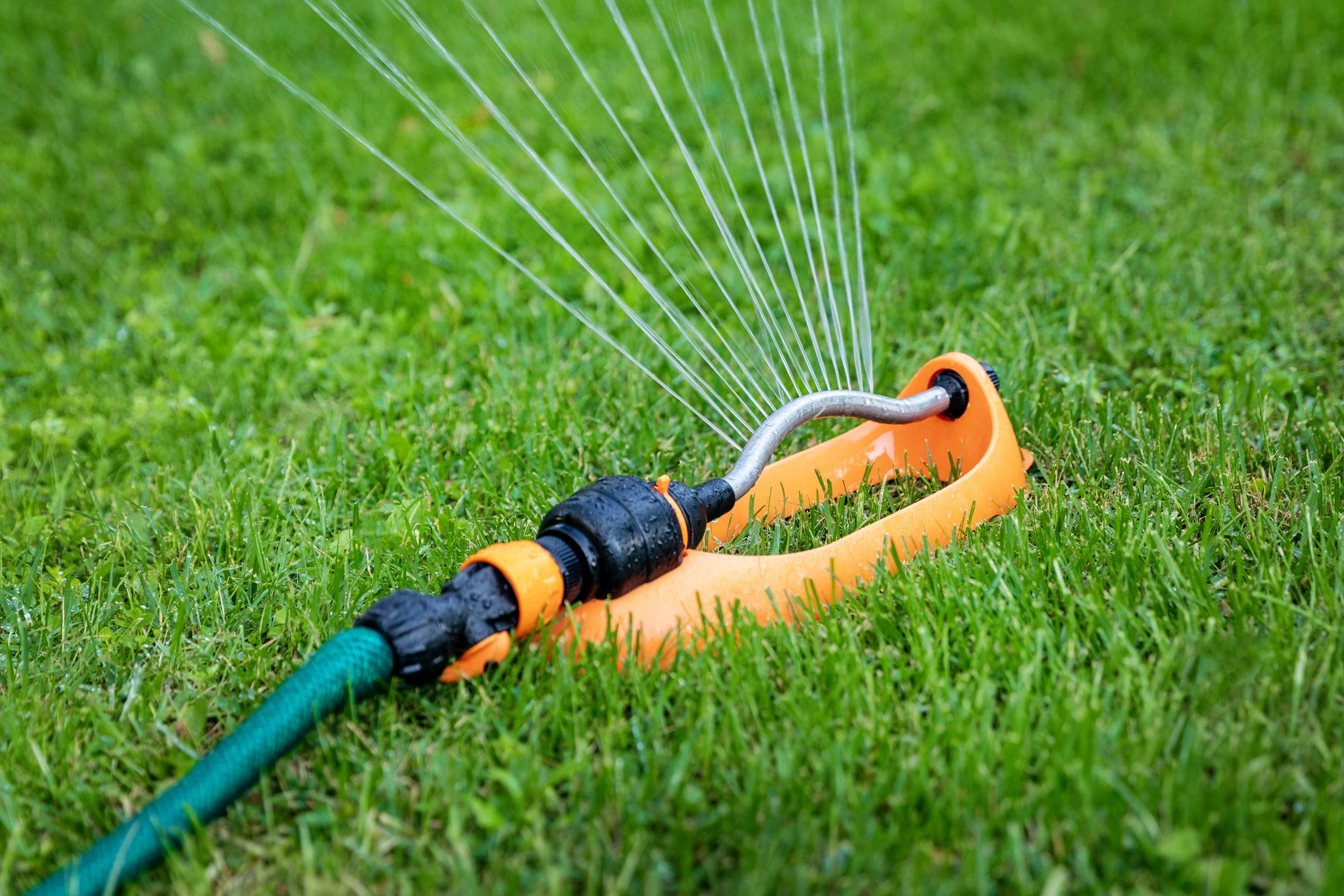 Deep Watering Before the Heat Arrives