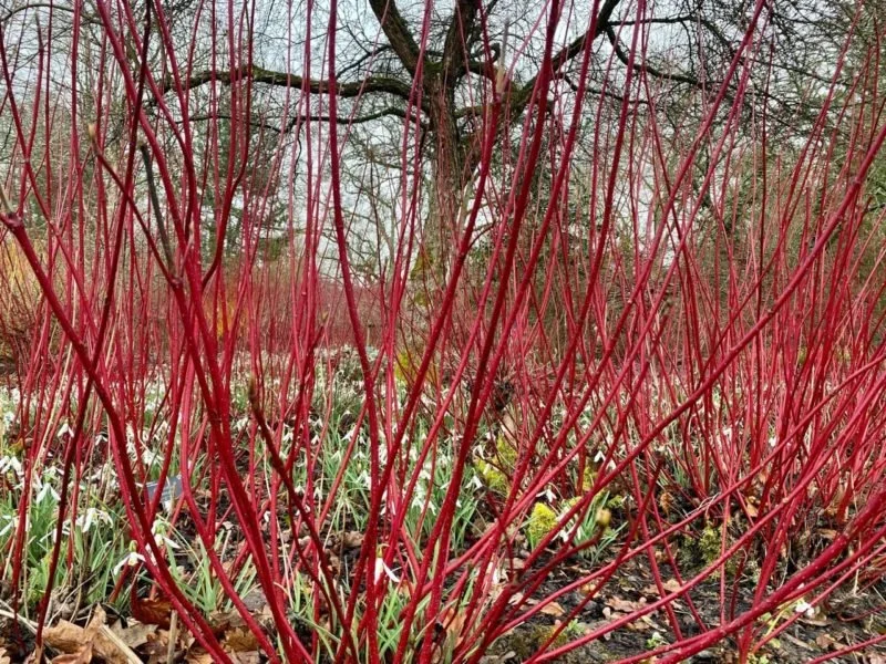 Keep Dogwoods Thriving with Expert Spring Pruning !